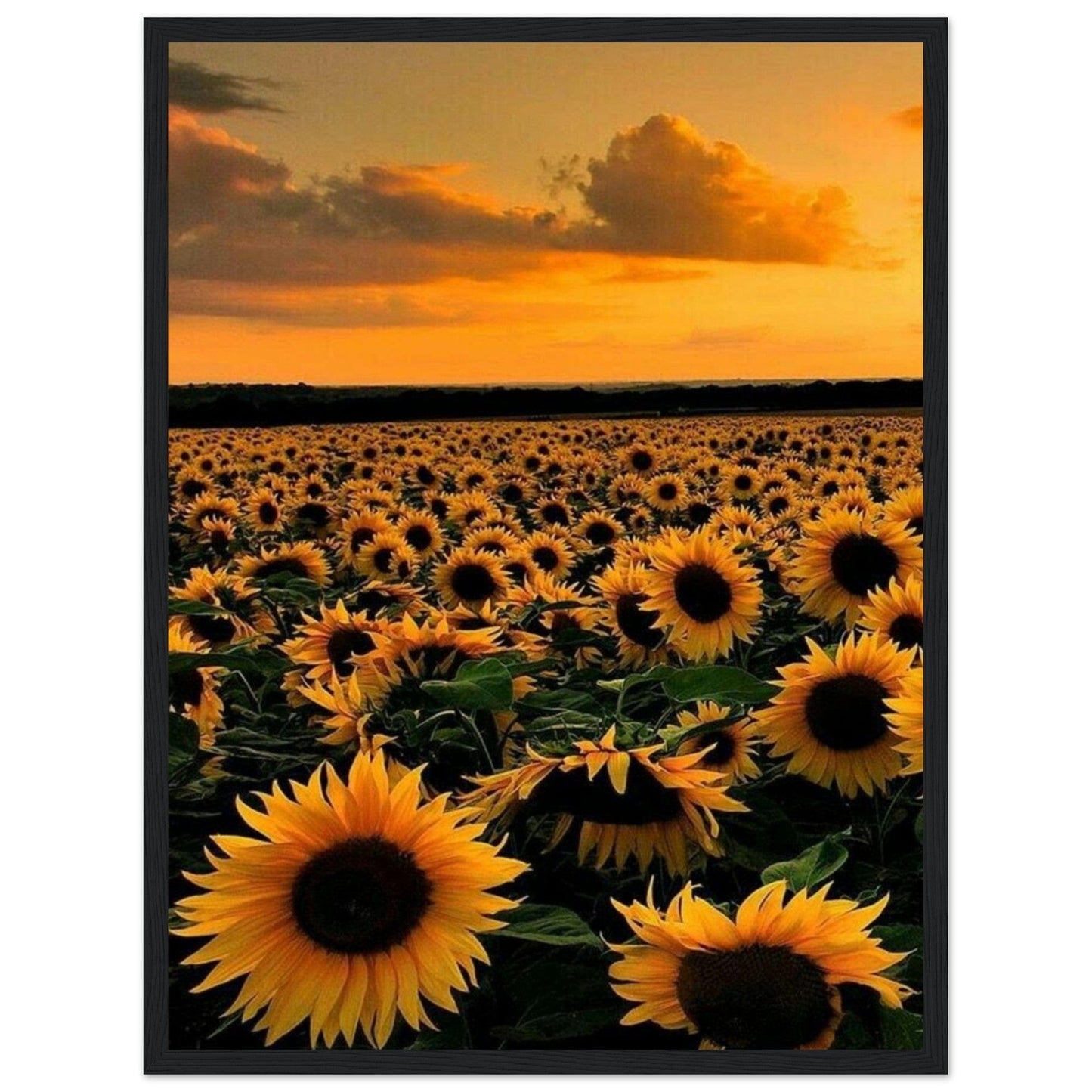 Gelato Print Material 45x60 cm / 18x24″ Monet Tournesol