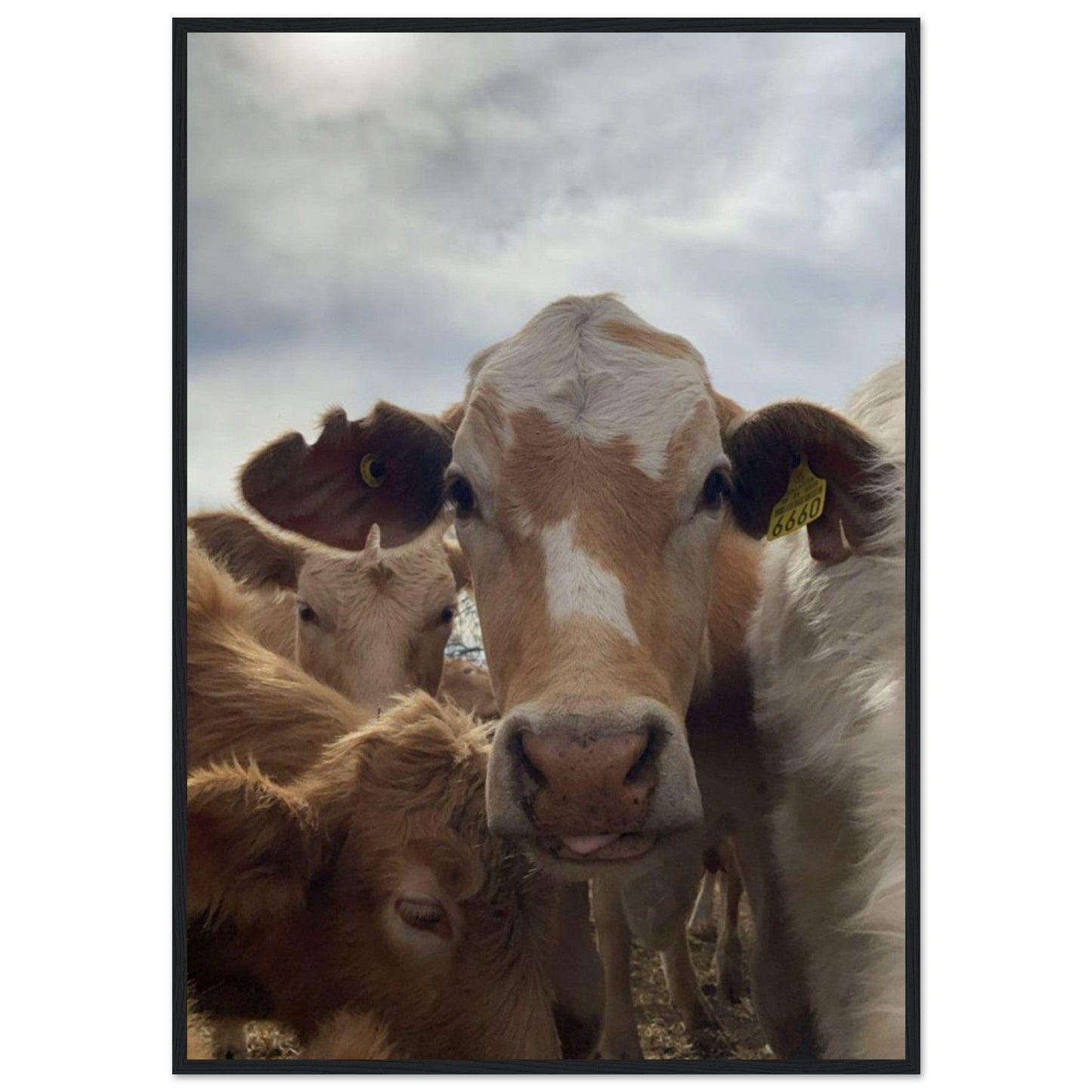 Canvanation Print Material 70x100 cm / 28x40″ Tableau Vache Dans Les Prés
