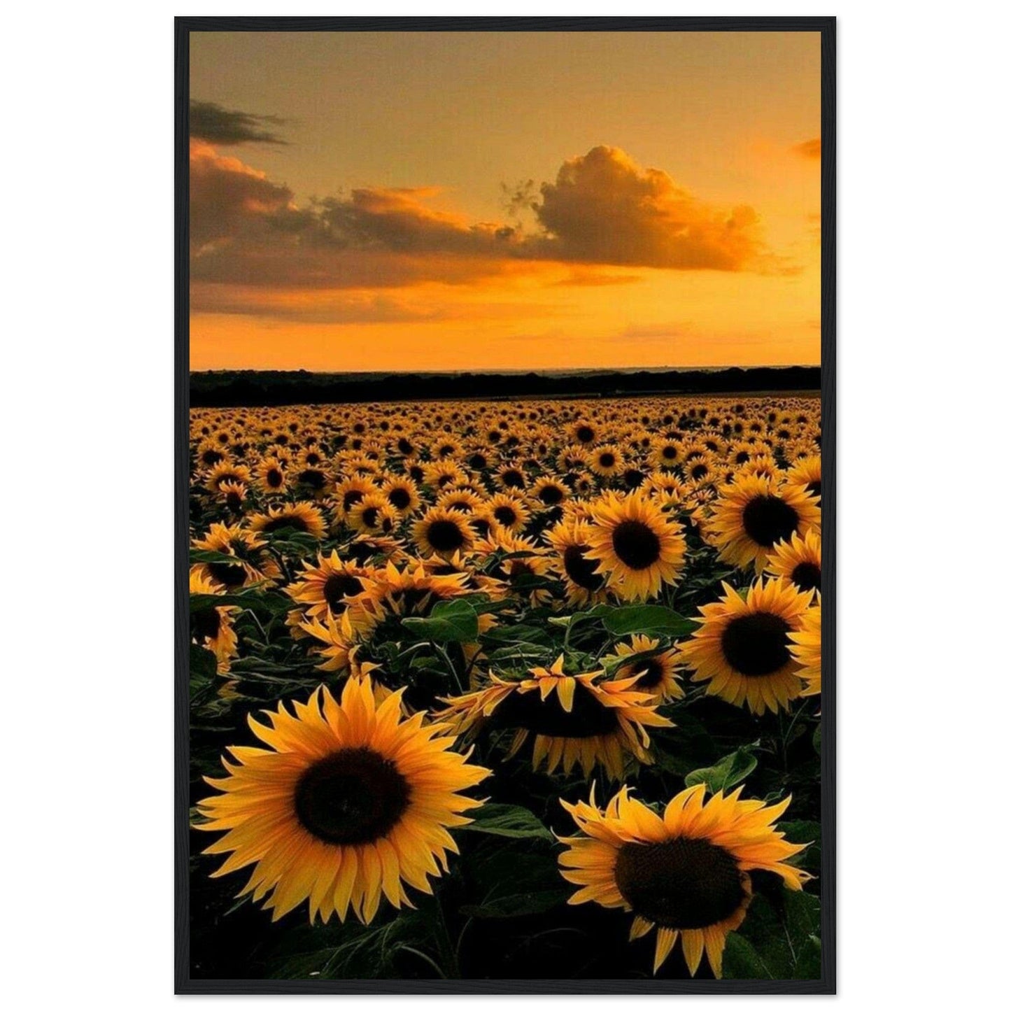 Gelato Print Material 60x90 cm / 24x36″ Monet Tournesol