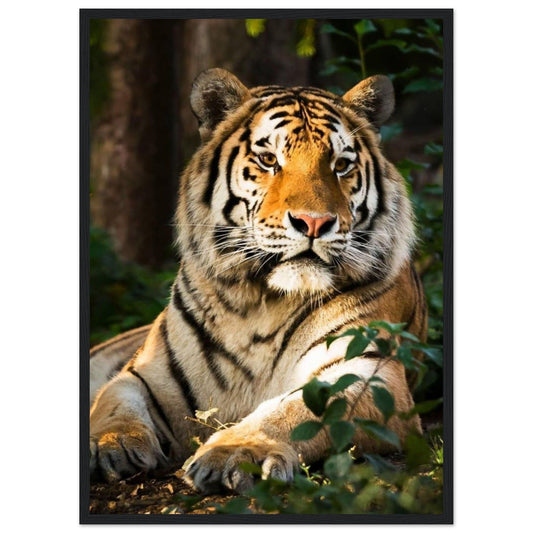 Canvanation Print Material 50x70 cm / 20x28″ Tableau Tigre