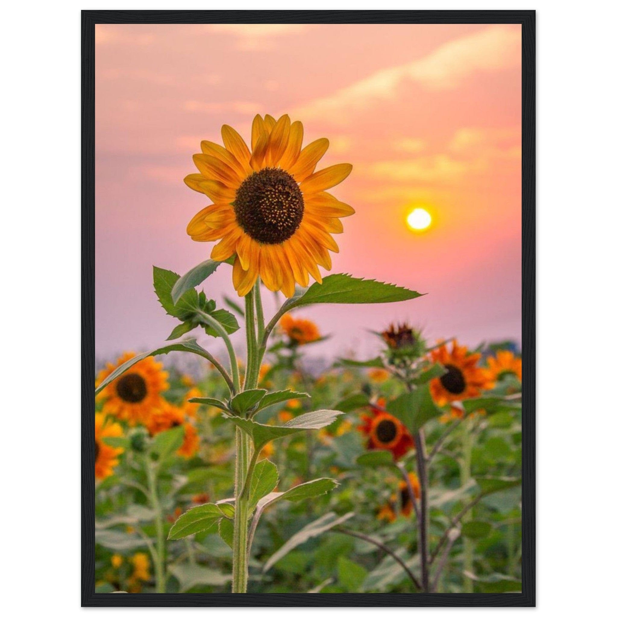 Gelato Print Material 45x60 cm / 18x24″ Tableau Tournesol Van Gogh