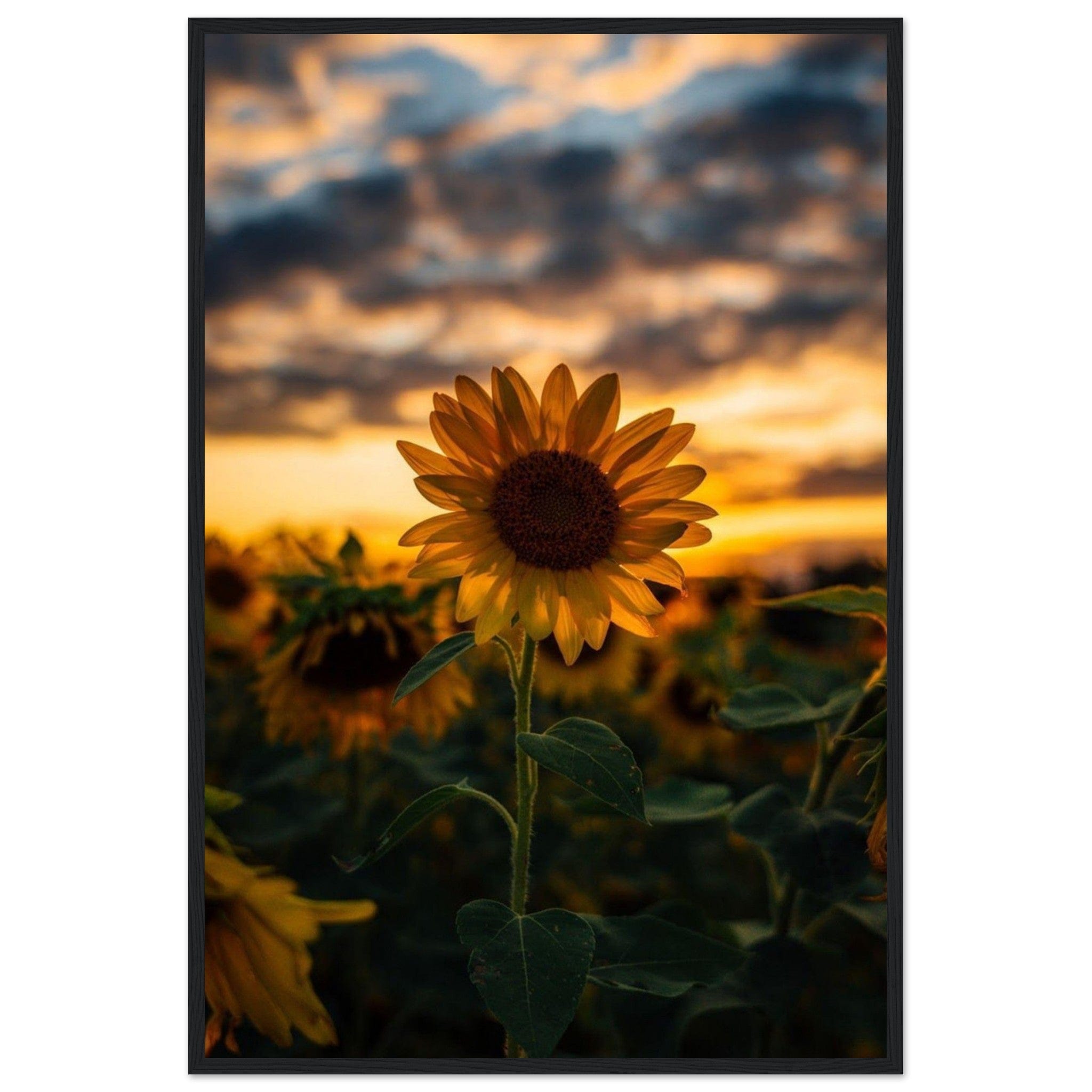 Gelato Print Material 60x90 cm / 24x36″ Toile Tournesol