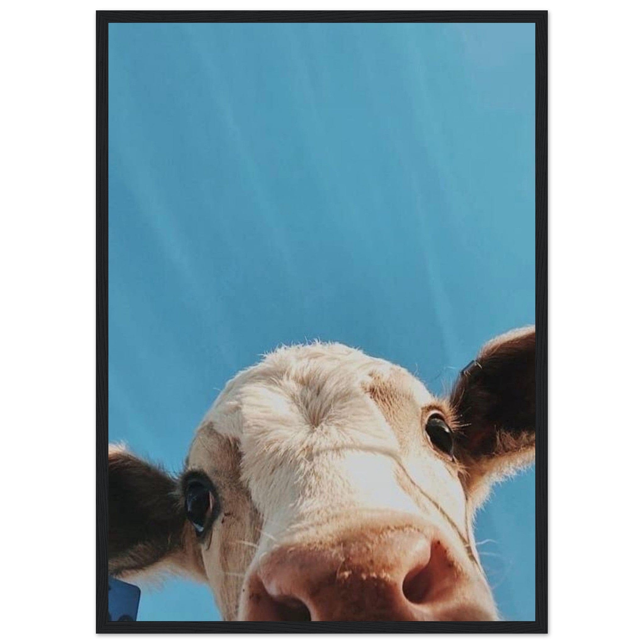 Canvanation Print Material 50x70 cm / 20x28″ Tableau Vache Highland