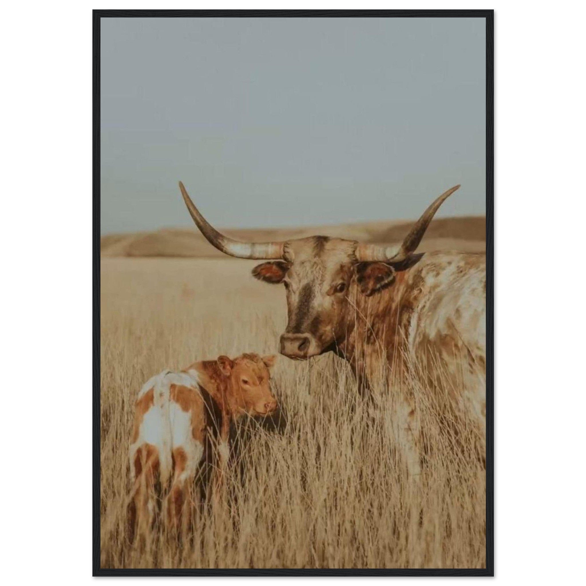 Canvanation Print Material 70x100 cm / 28x40″ Tableau Vache Gasconne