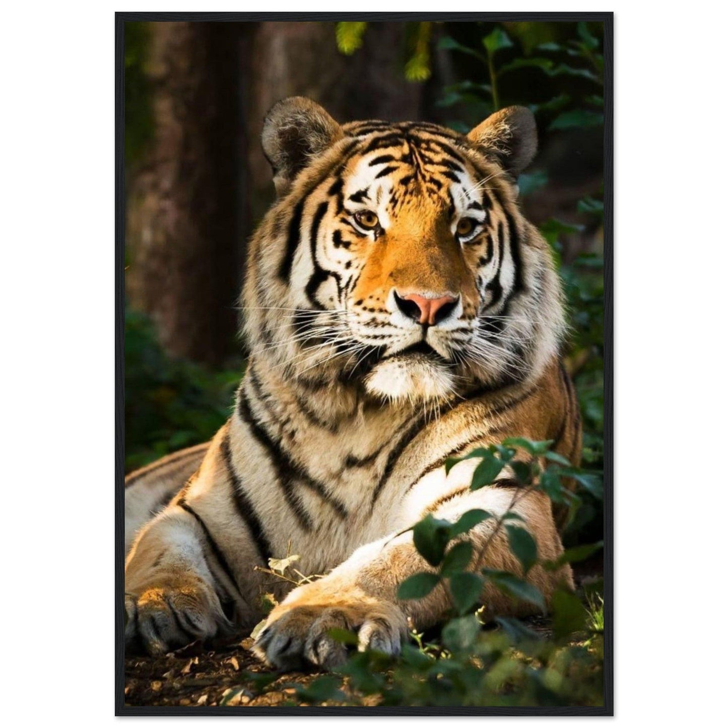 Canvanation Print Material 70x100 cm / 28x40″ Tableau Tigre