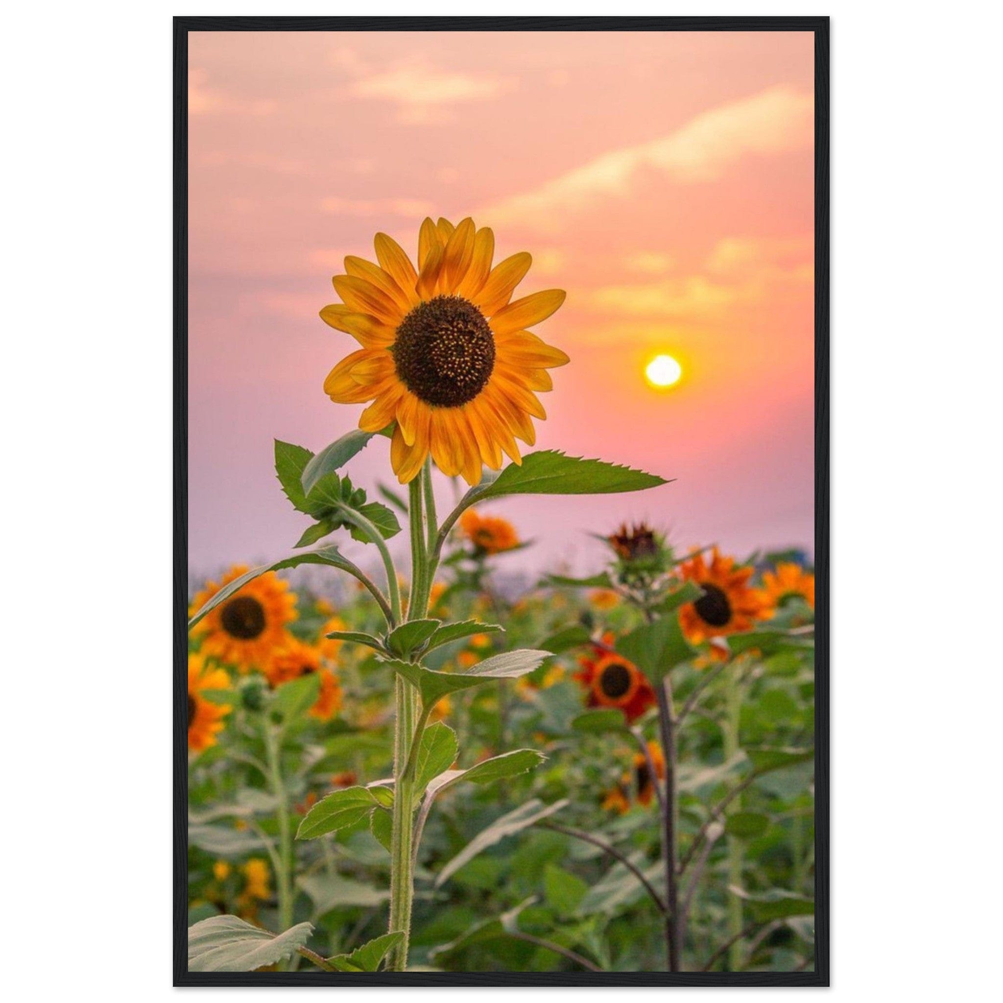 Gelato Print Material 60x90 cm / 24x36″ Tableau Tournesol Van Gogh