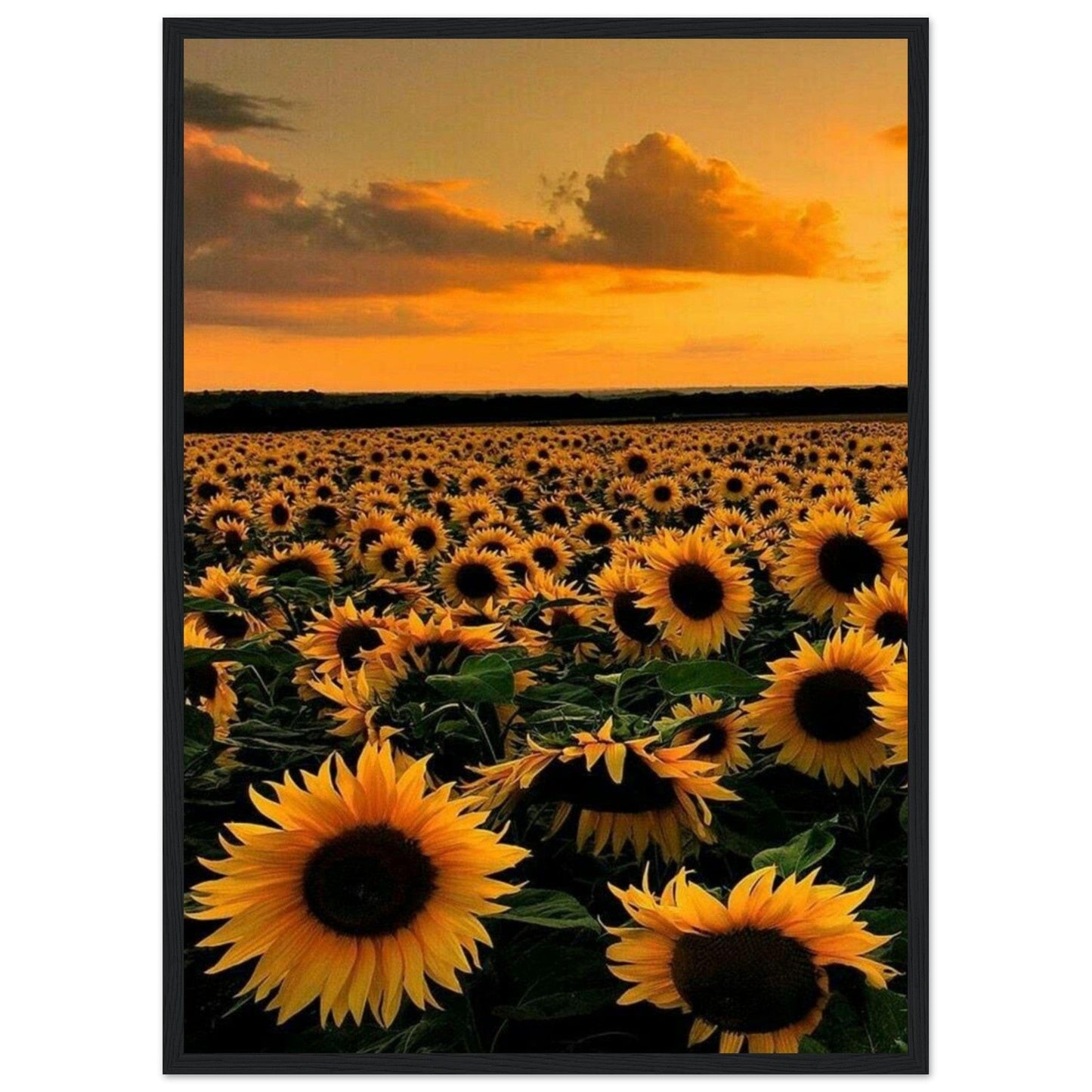 Gelato Print Material 50x70 cm / 20x28″ Monet Tournesol