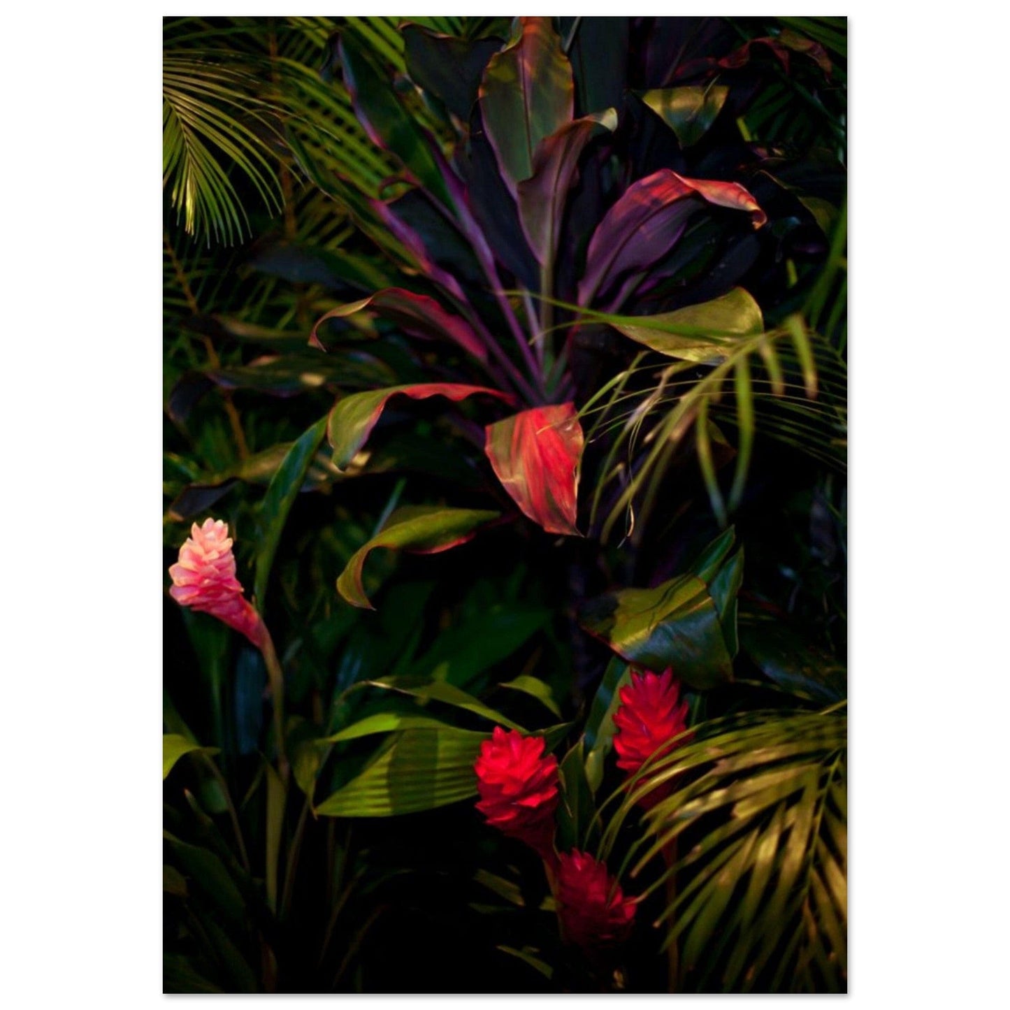 Gelato Print Material 70x100 cm / 28x40″ Poster Jungle