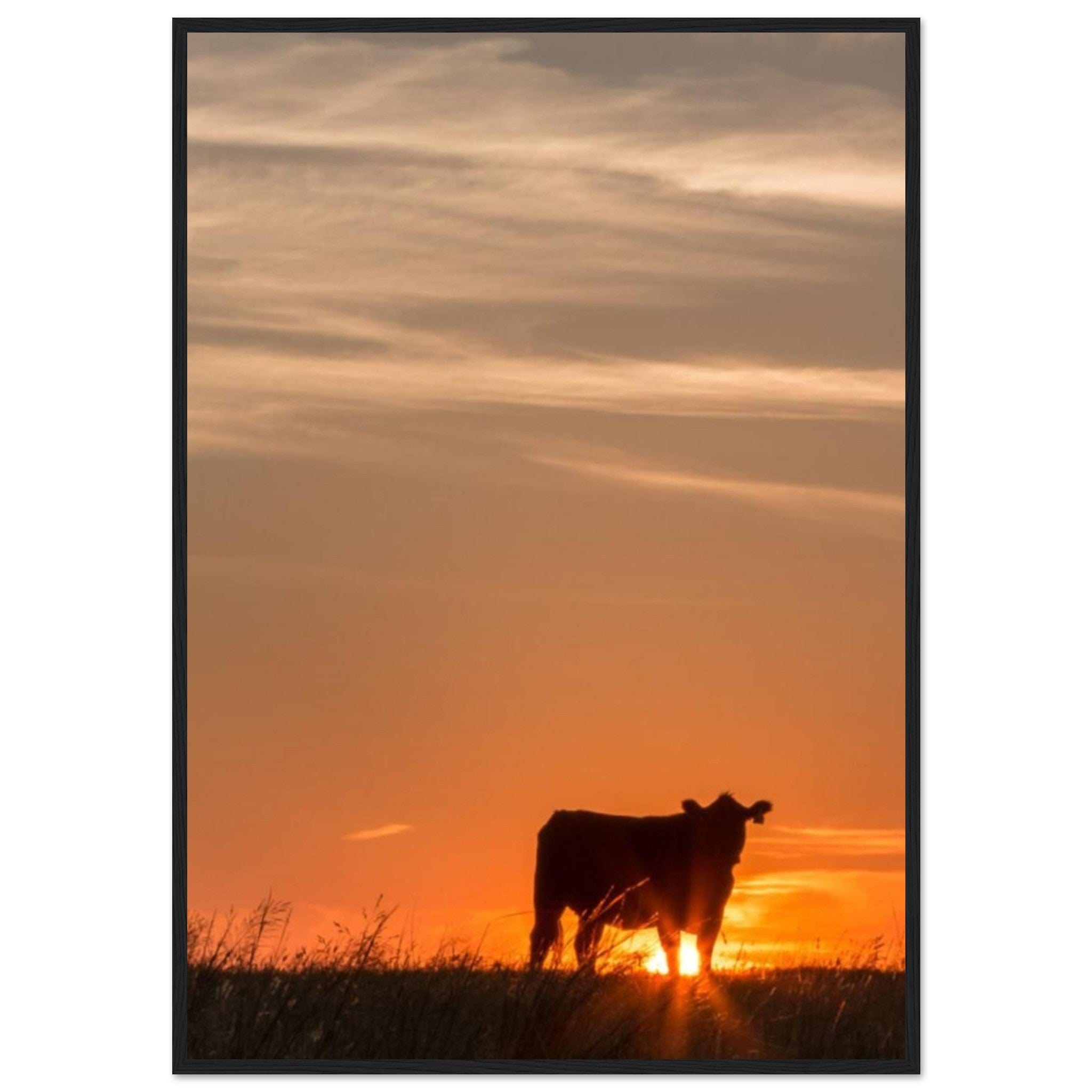 Canvanation Print Material 70x100 cm / 28x40″ Tableau Vache Couché De Soleil