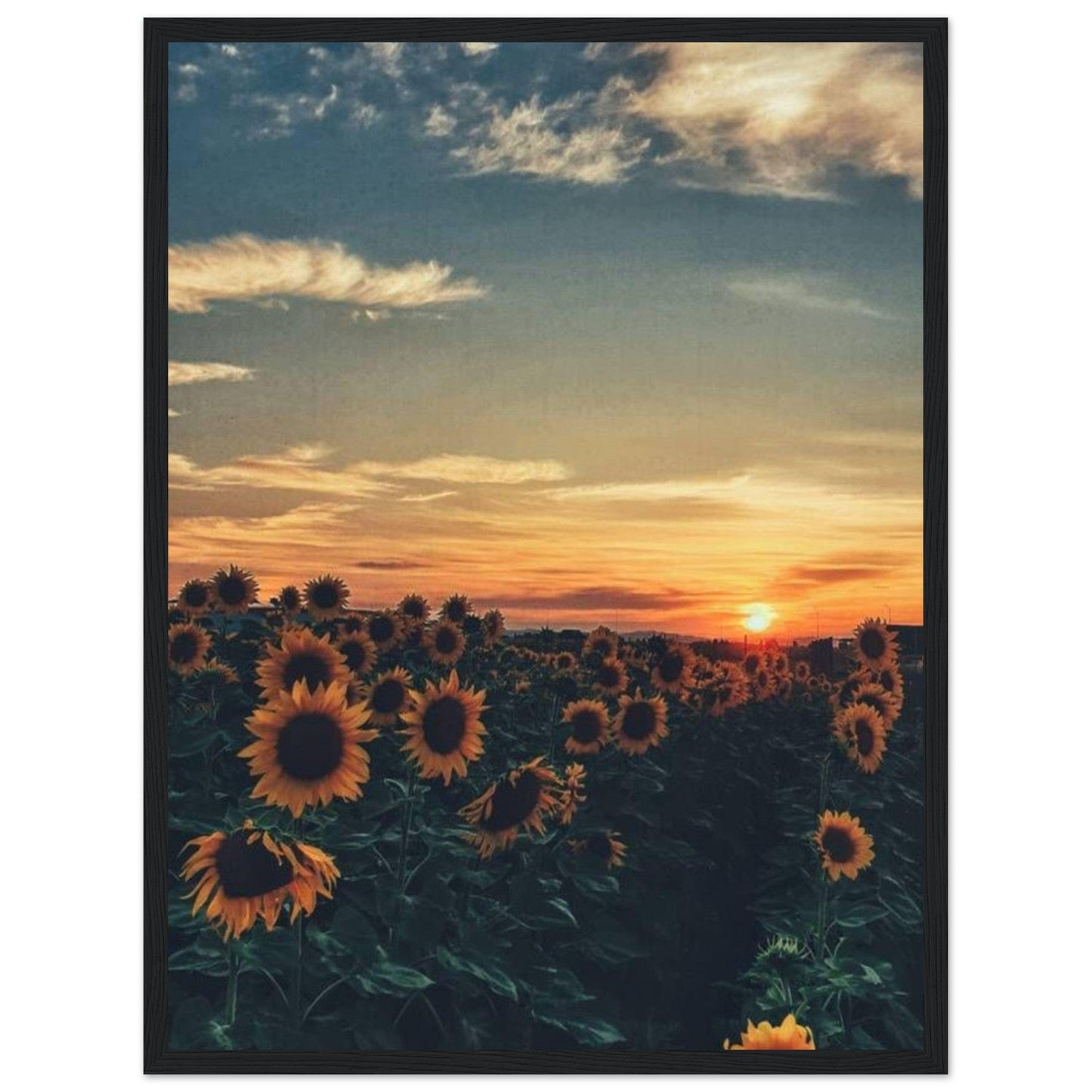 Gelato Print Material 45x60 cm / 18x24″ Tableau De Tournesol