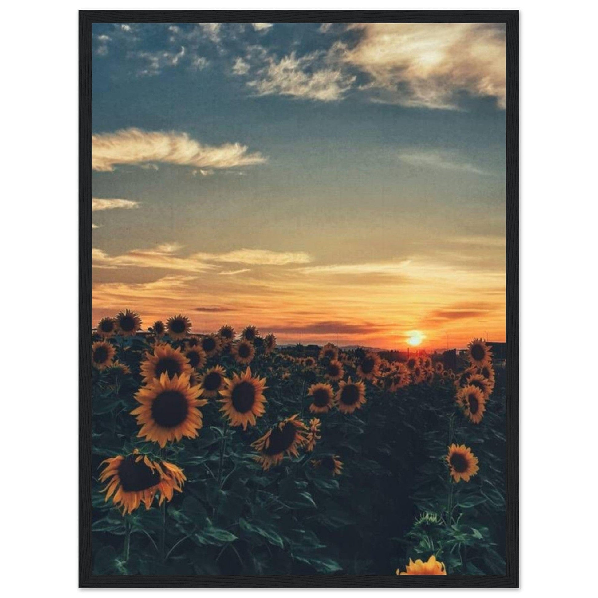 Gelato Print Material 45x60 cm / 18x24″ Tableau De Tournesol