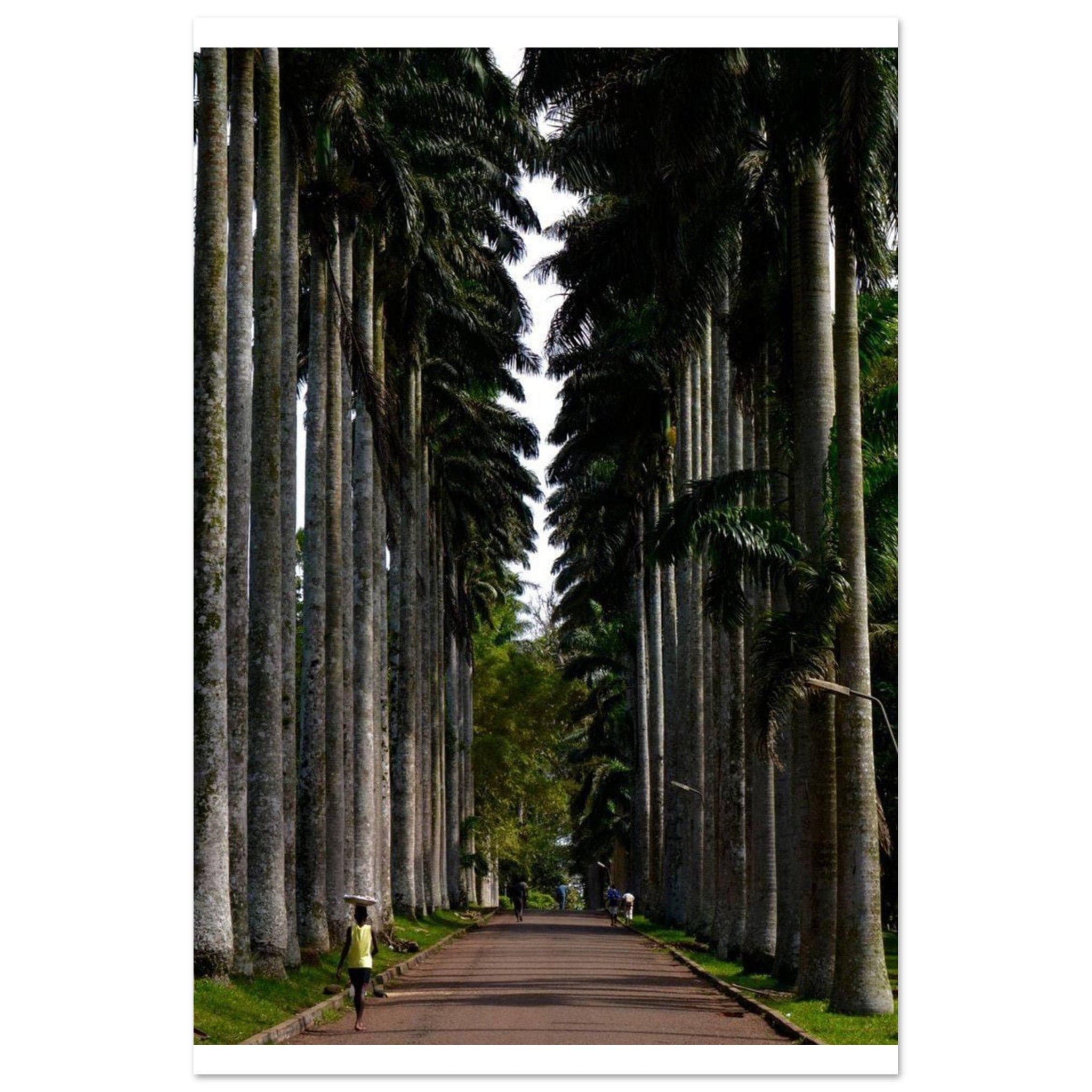 Gelato Print Material 60x90 cm / 24x36″ Affiche Africain