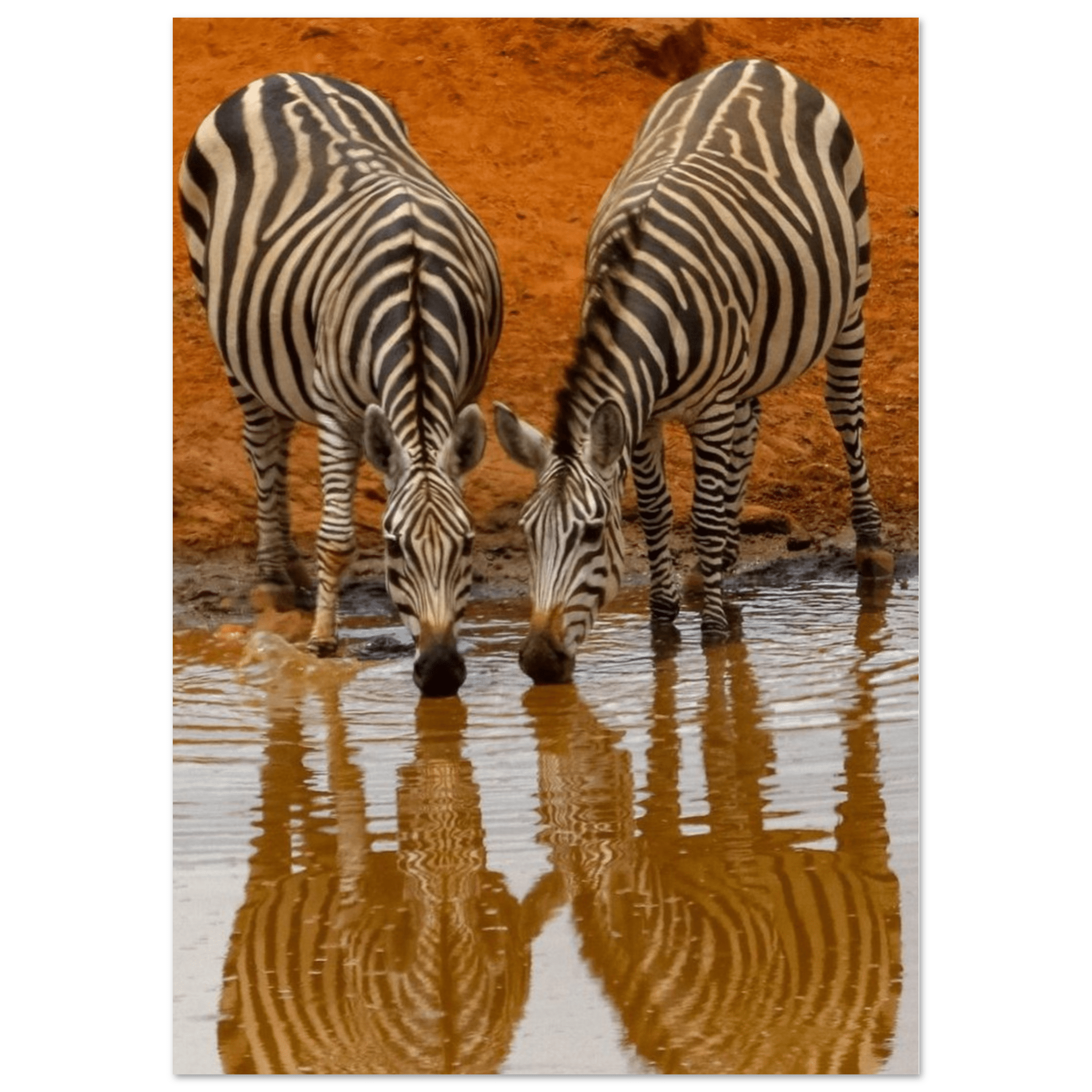 Gelato Print Material A1 (59.4 x 84.1 cm) Affiche Savane Africaine Zebres