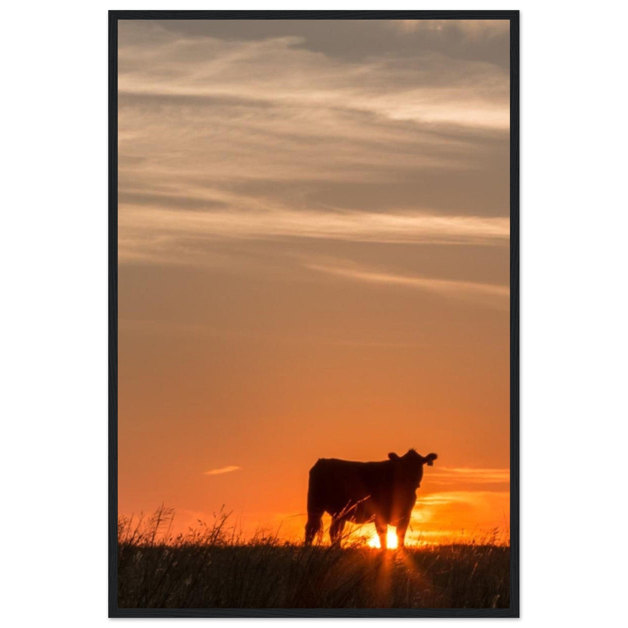 Canvanation Print Material 60x90 cm / 24x36″ Tableau Vache Couché De Soleil