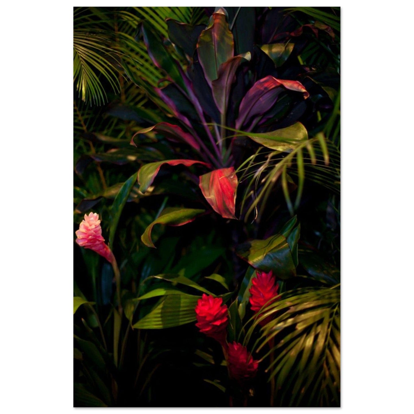 Gelato Print Material 60x90 cm / 24x36″ Poster Jungle