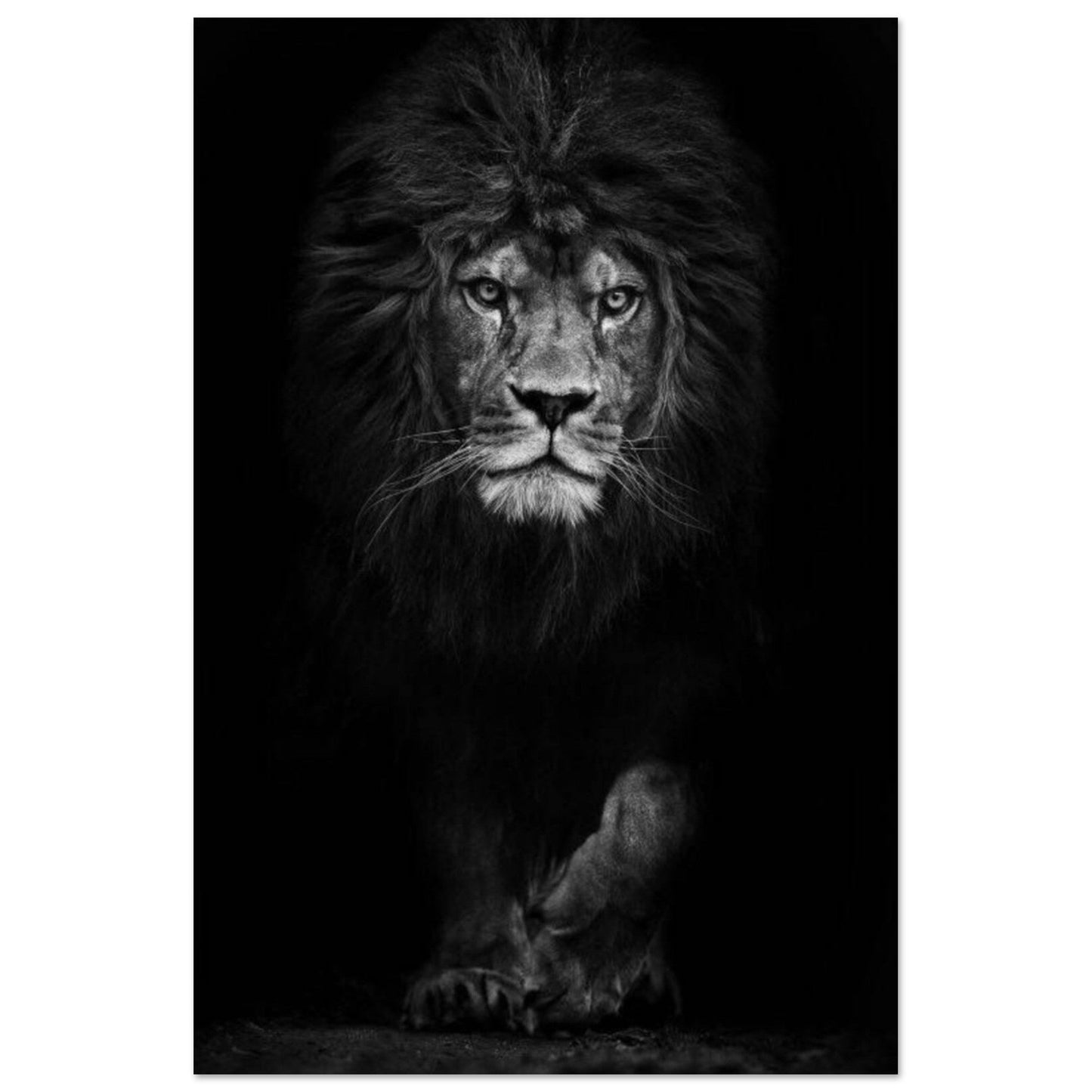 Canvanation Print Material 30x45 cm / 12x18″ Poster Lion Noir Et Blanc