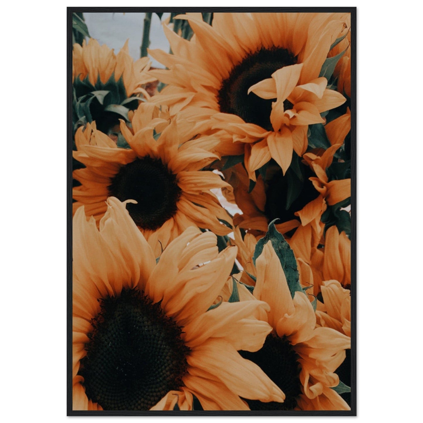 Gelato Print Material 70x100 cm / 28x40″ Tableau De Tournesol Van Gogh