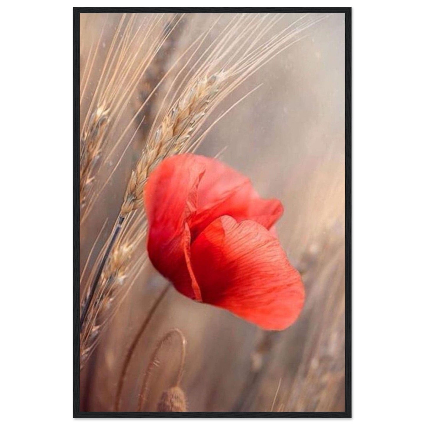 Canvanation Print Material Tableau Coquelicot Célèbre