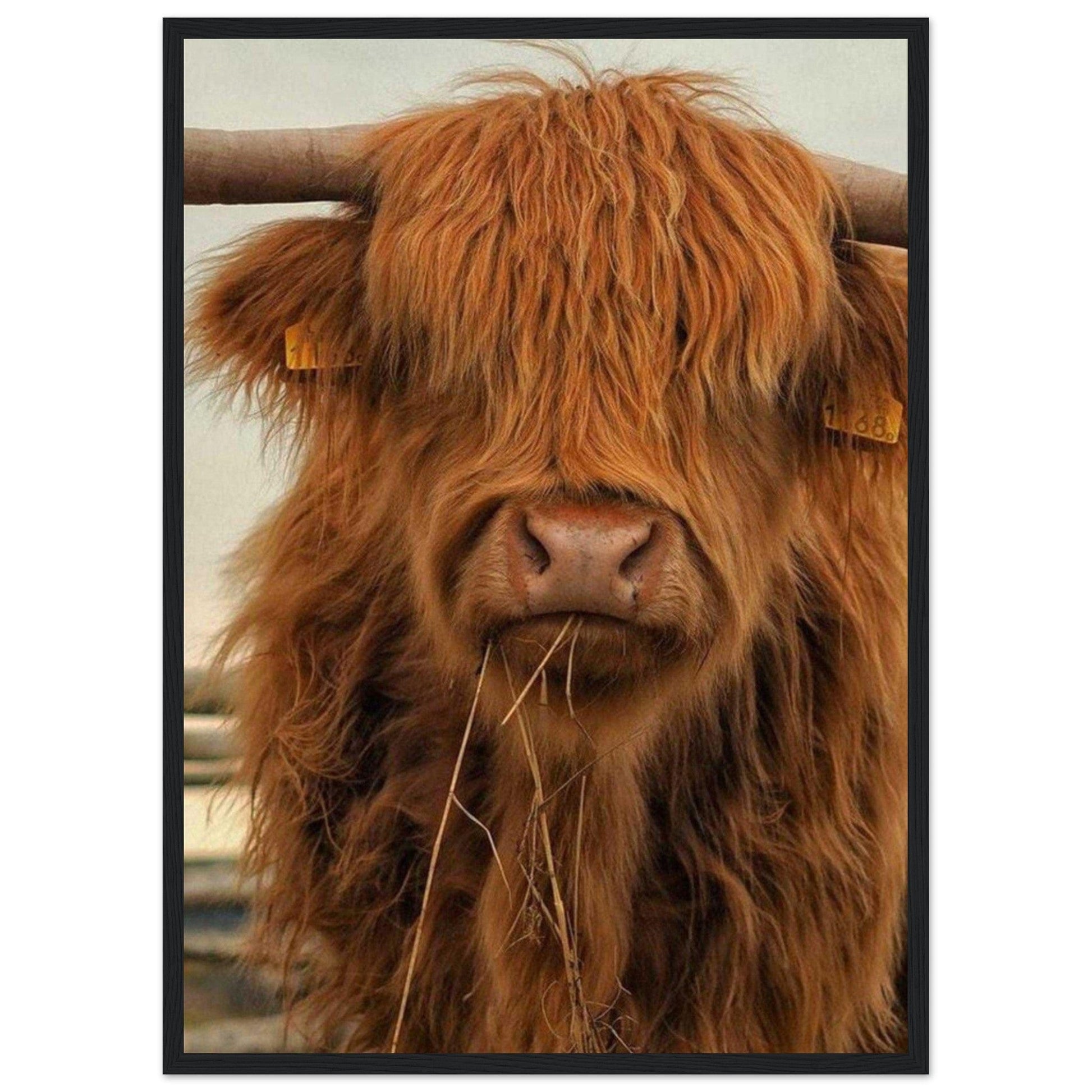 Canvanation Print Material Tableau Vache Highland
