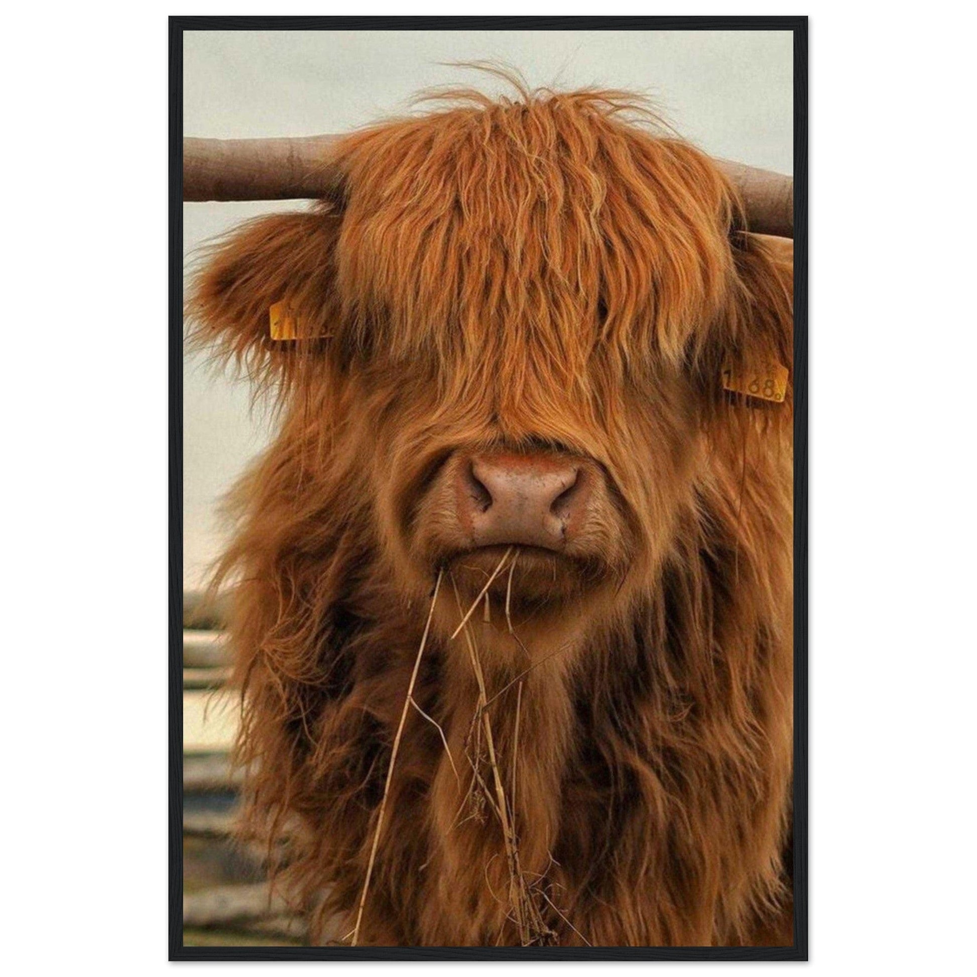 Canvanation Print Material Tableau Vache Highland