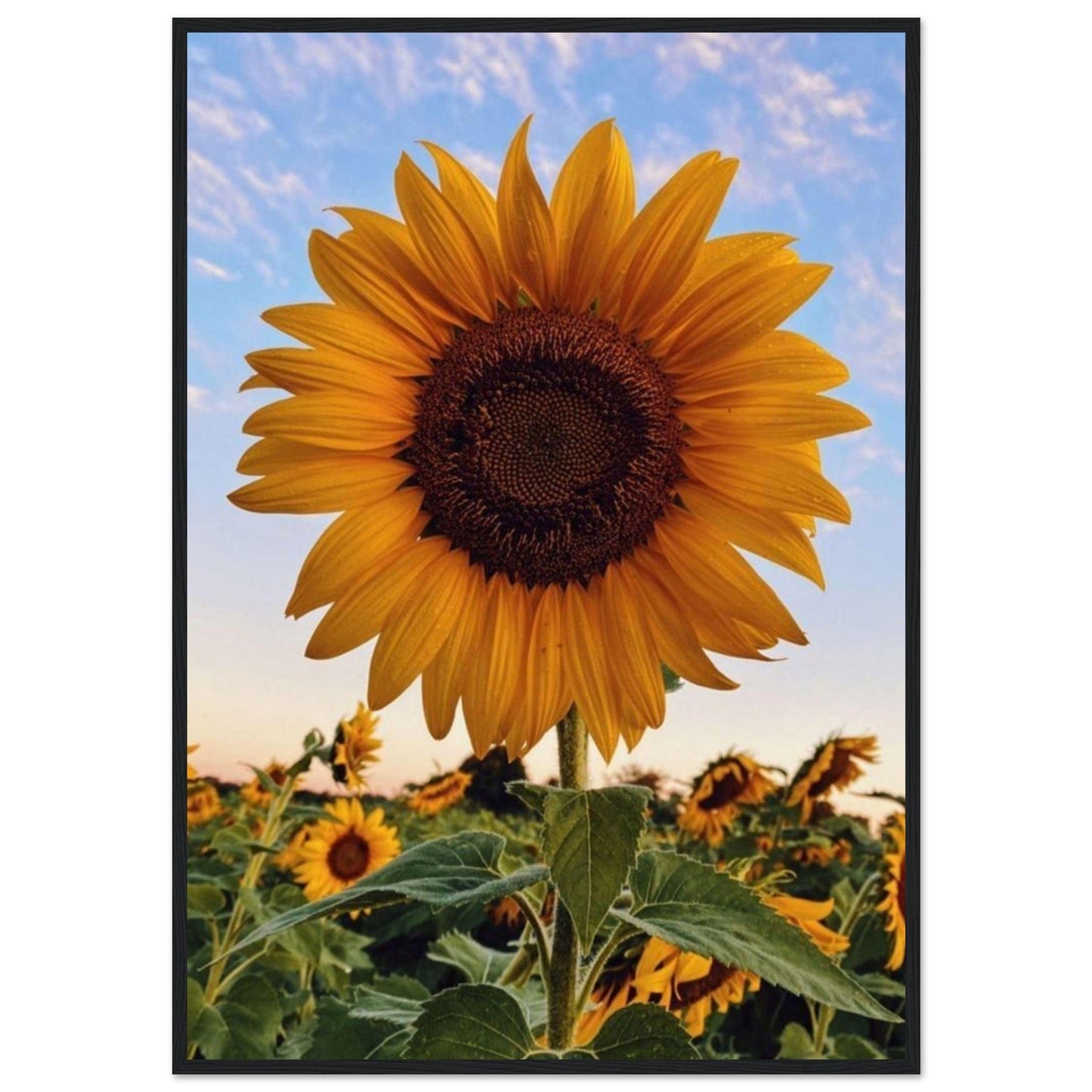 Gelato Print Material 70x100 cm / 28x40″ Tournesol Peinture Van Gogh
