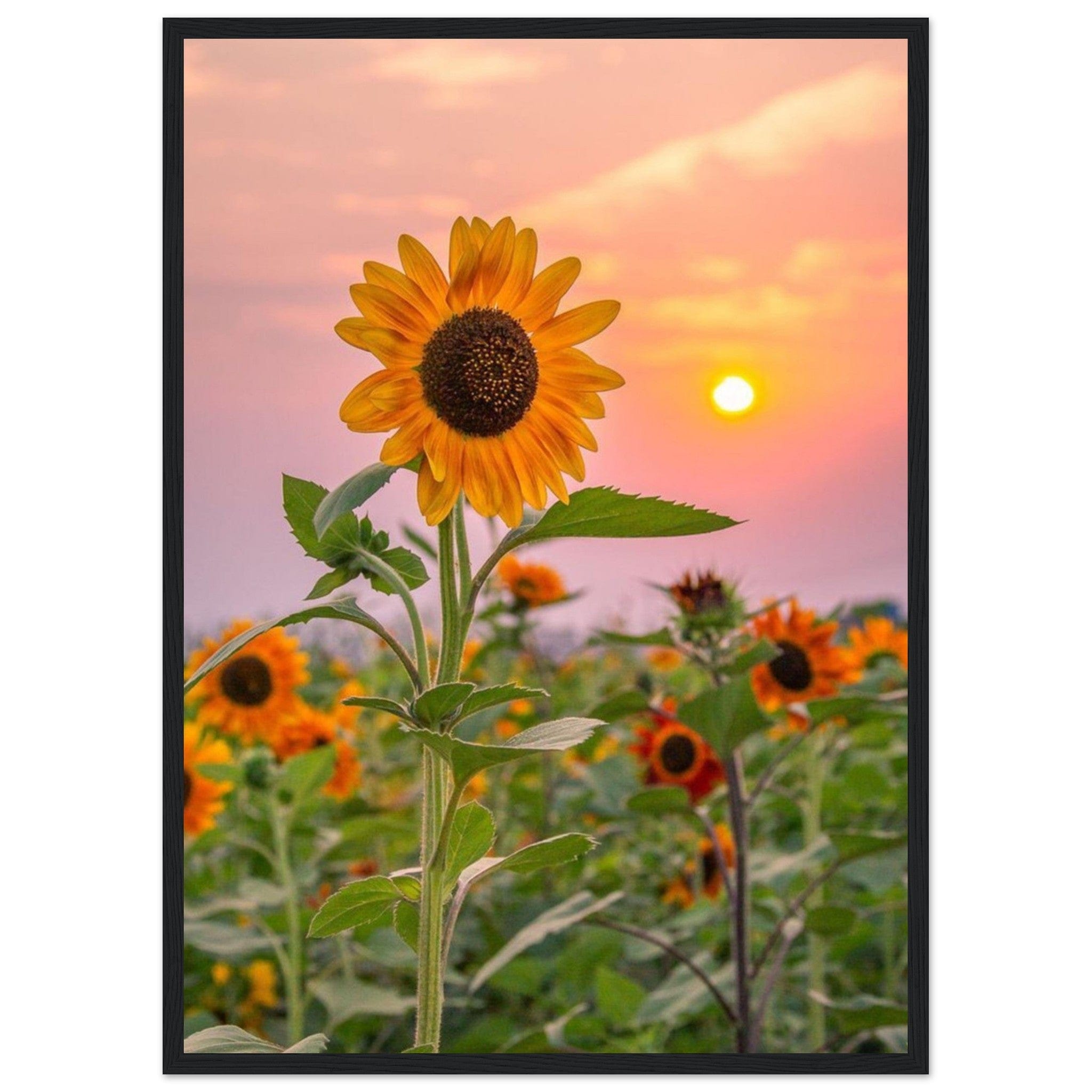 Gelato Print Material 50x70 cm / 20x28″ Tableau Tournesol Van Gogh