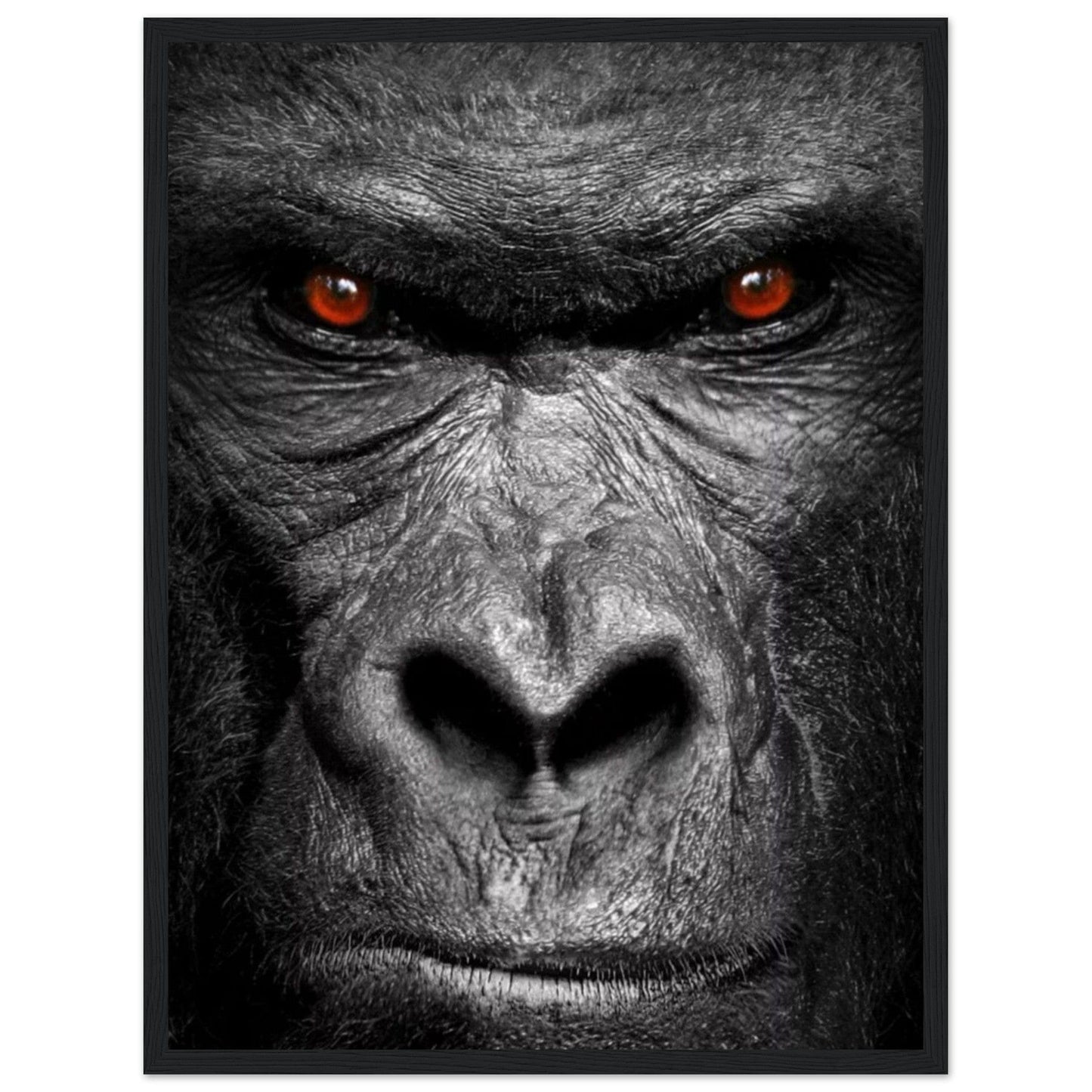 Canvanation Print Material 45x60 cm / 18x24″ Cadre Gorille Noir