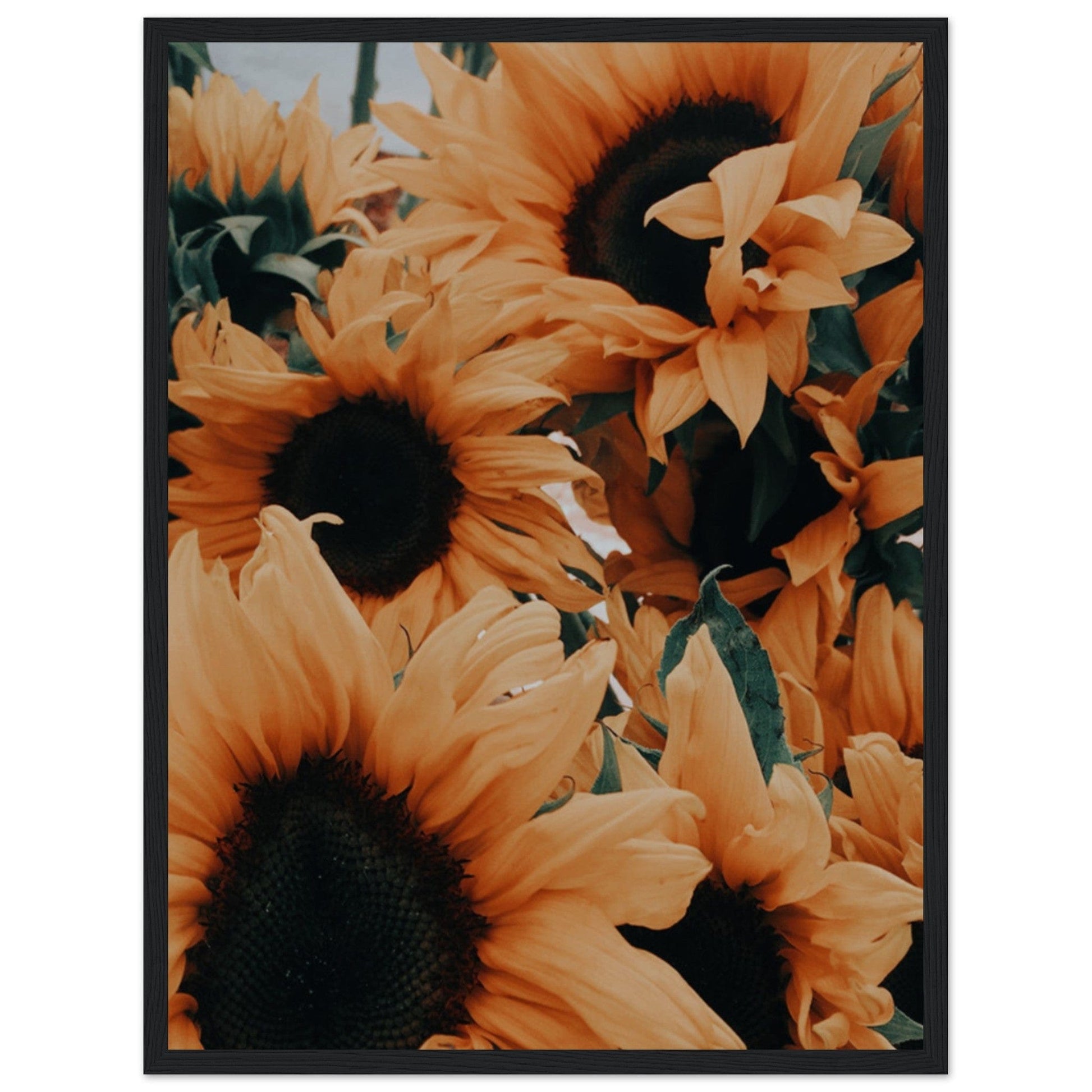 Gelato Print Material 45x60 cm / 18x24″ Tableau De Tournesol Van Gogh