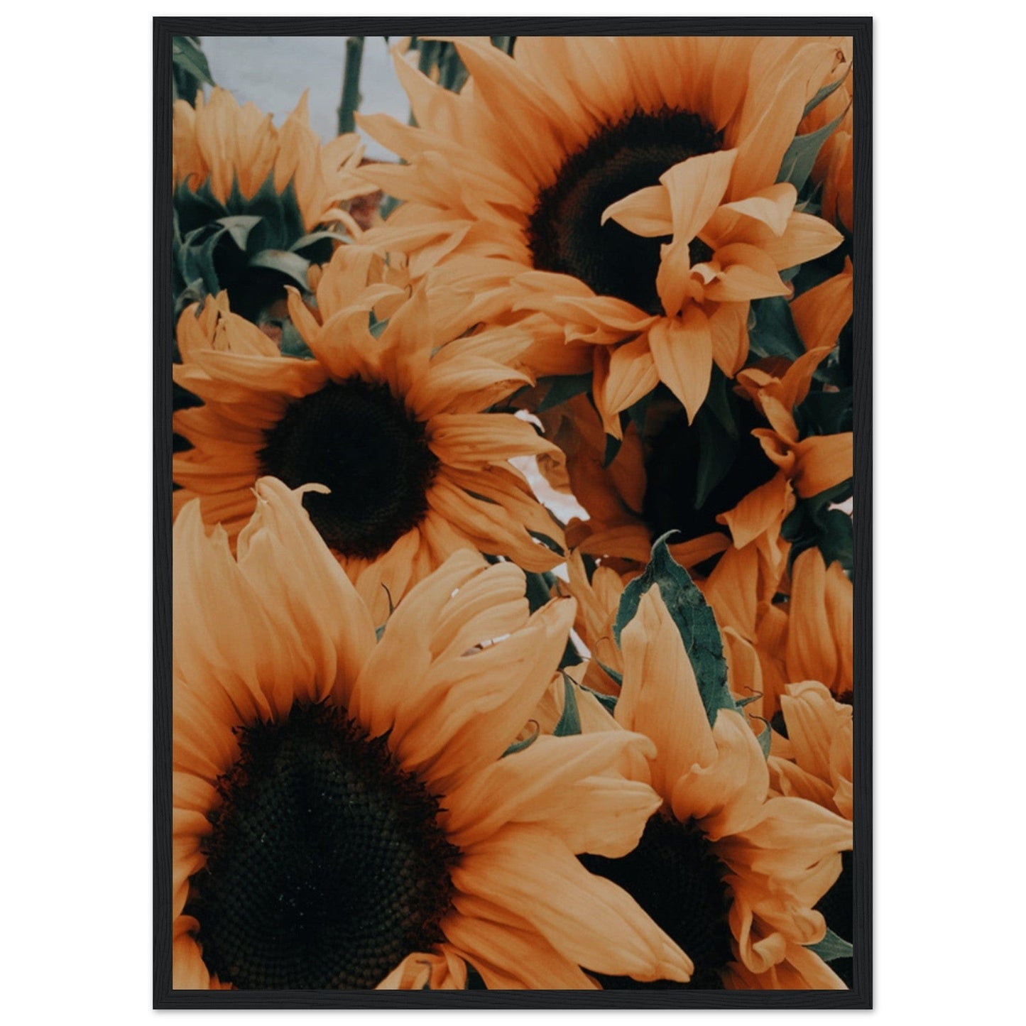 Gelato Print Material 50x70 cm / 20x28″ Tableau De Tournesol Van Gogh