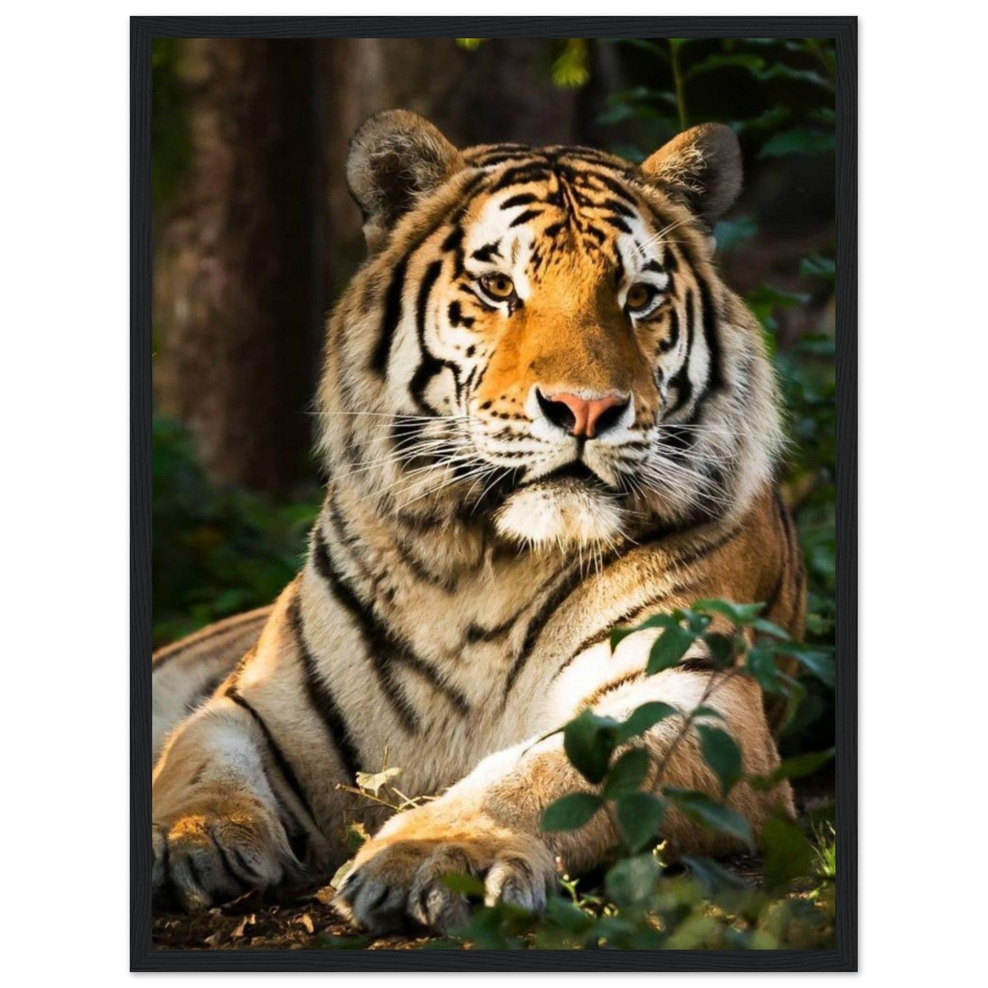 Canvanation Print Material 45x60 cm / 18x24″ Tableau Tigre