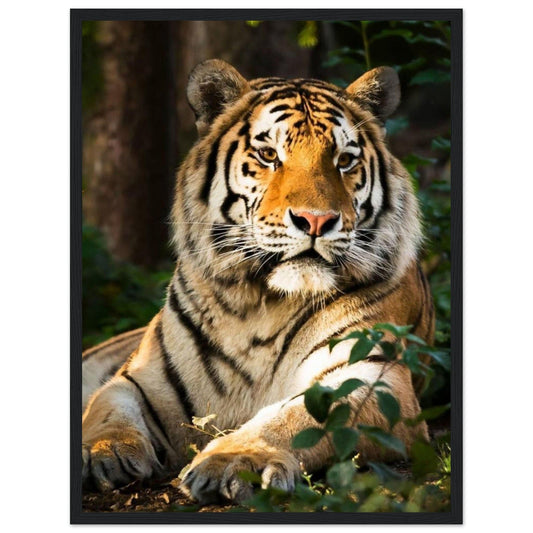 Canvanation Print Material 45x60 cm / 18x24″ Tableau Tigre