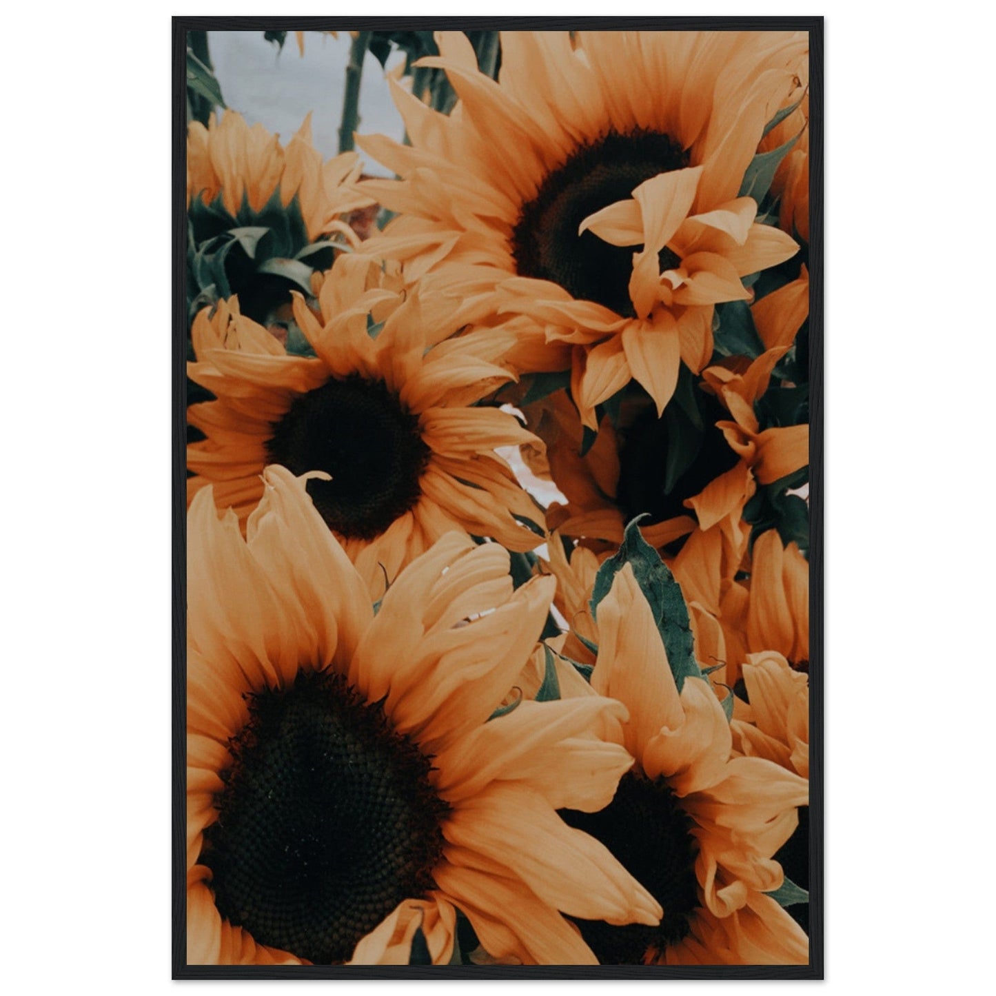 Gelato Print Material 60x90 cm / 24x36″ Tableau De Tournesol Van Gogh