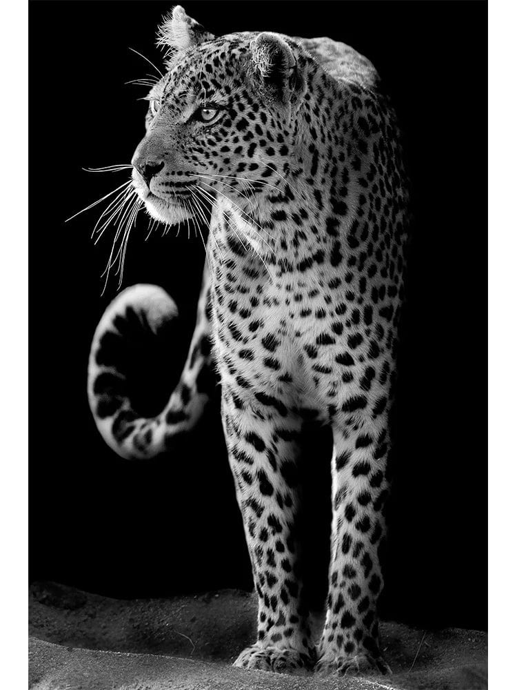 Canvanation B / 50x70cm Affiche Moderne Africaine Garçon Et Guépard