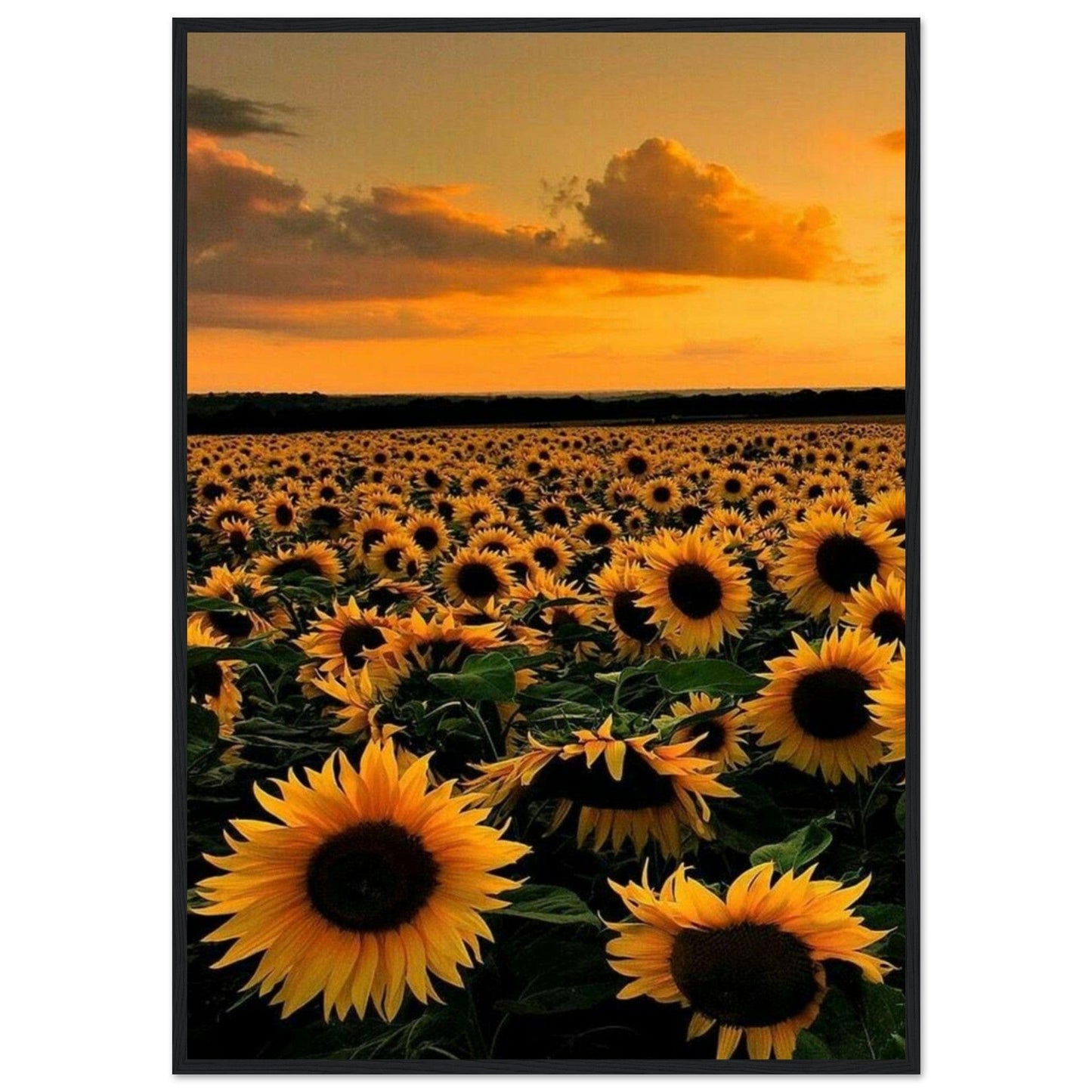 Gelato Print Material 70x100 cm / 28x40″ Monet Tournesol