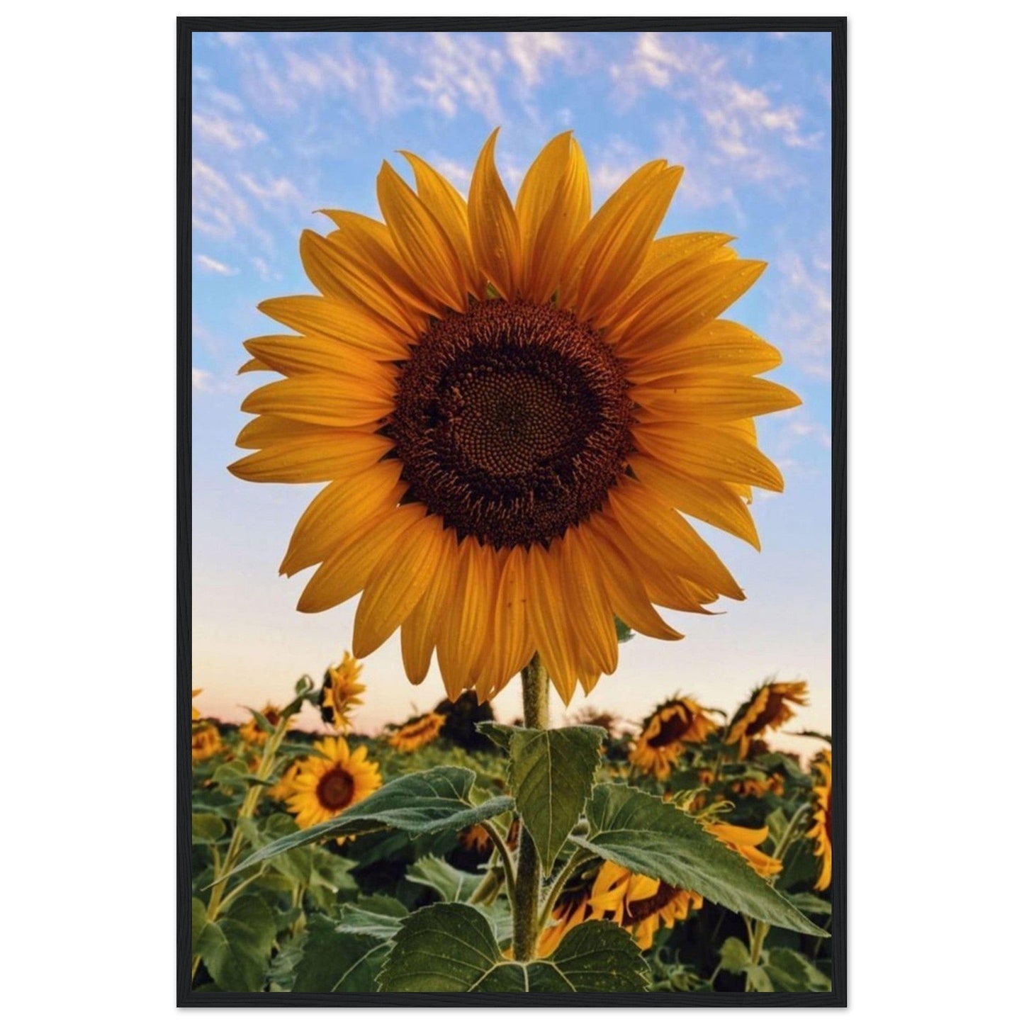 Gelato Print Material 60x90 cm / 24x36″ Tournesol Peinture Van Gogh