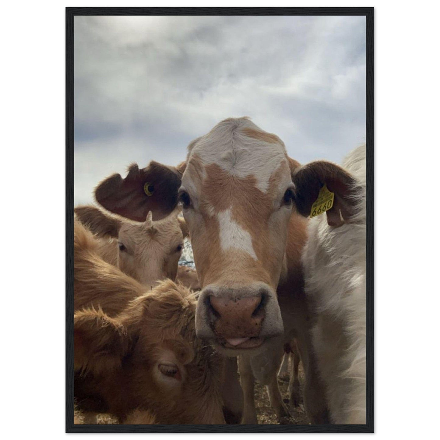 Canvanation Print Material 50x70 cm / 20x28″ Tableau Vache Dans Les Prés