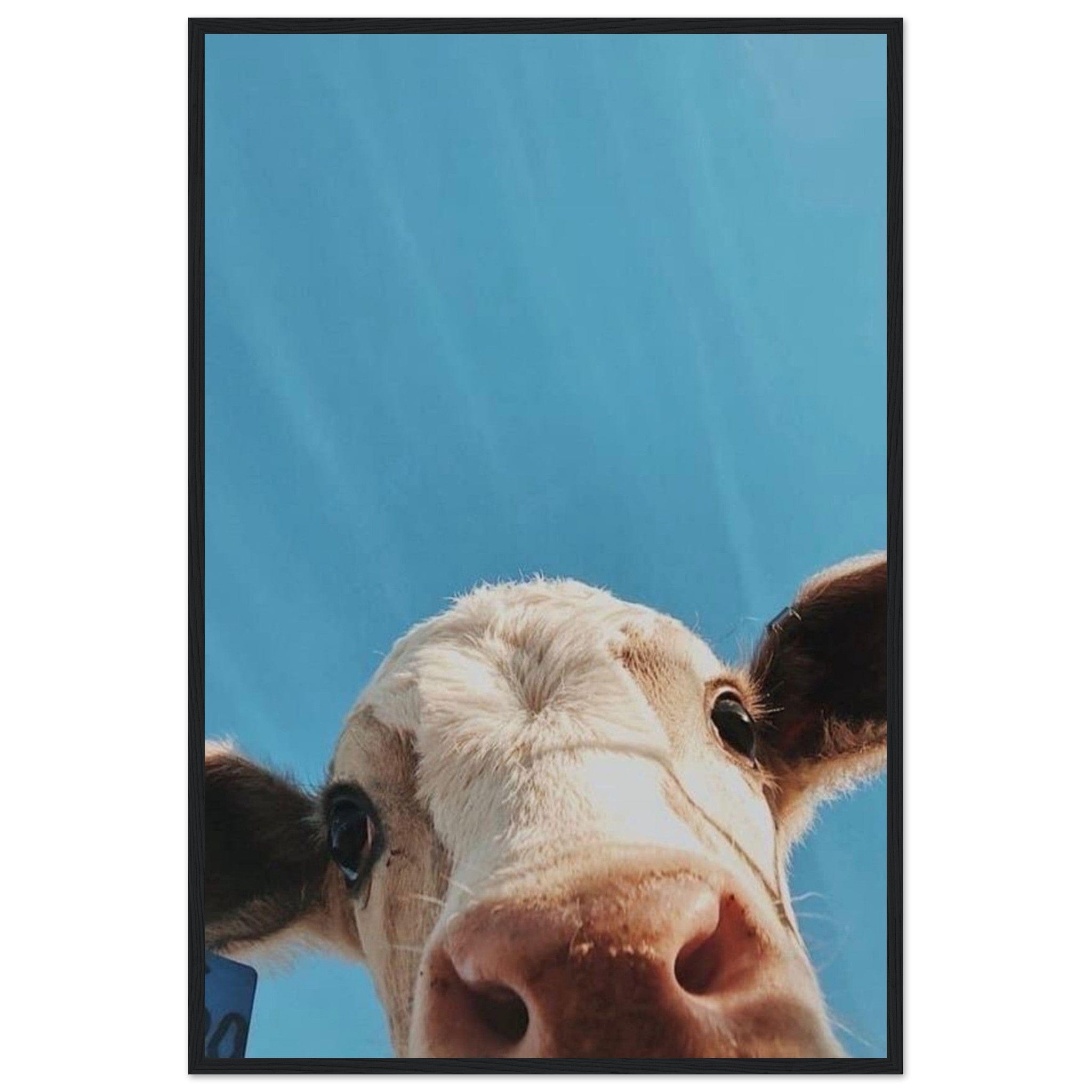 Canvanation Print Material 60x90 cm / 24x36″ Tableau Vache Highland