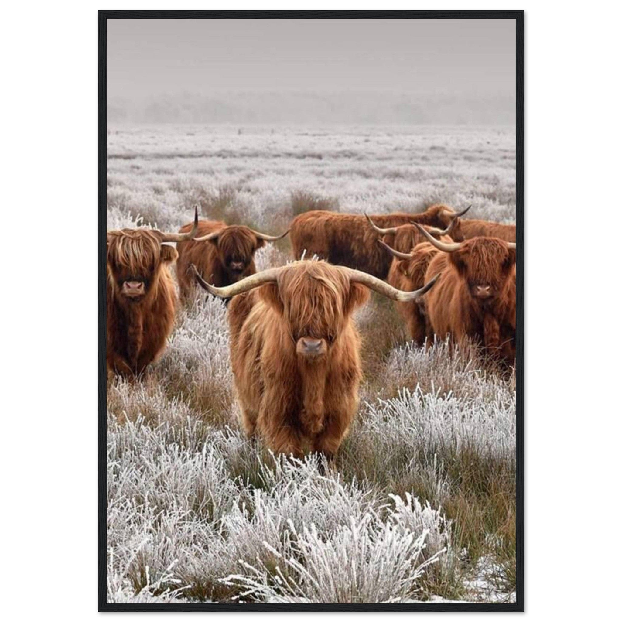 Canvanation Print Material 70x100 cm / 28x40″ Tableau Vache Couleur