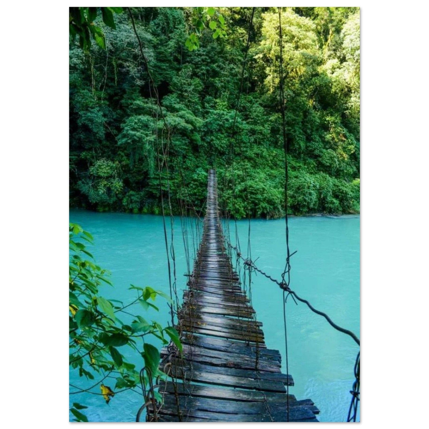 Gelato Print Material 70x100 cm / 28x40″ Affiche Jungle Pont