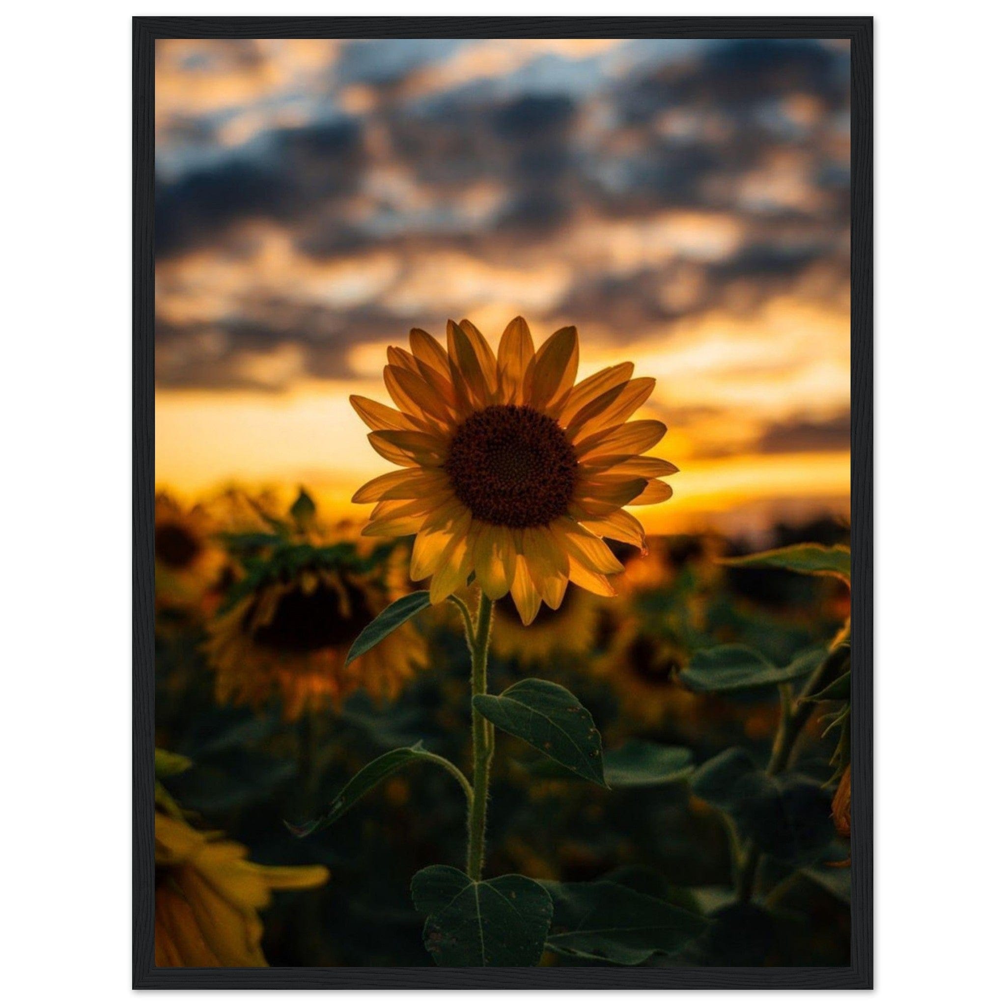Gelato Print Material 45x60 cm / 18x24″ Toile Tournesol