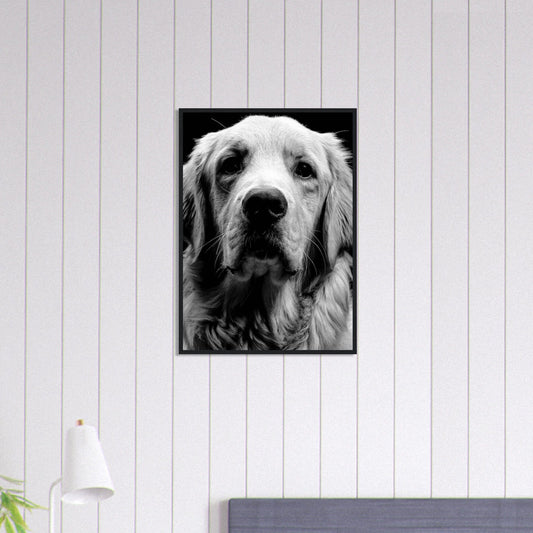 Canvanation Print Material 50x70 cm / 20x28″ Tableau Photo Noir Et Blanc-Animaux-Chien