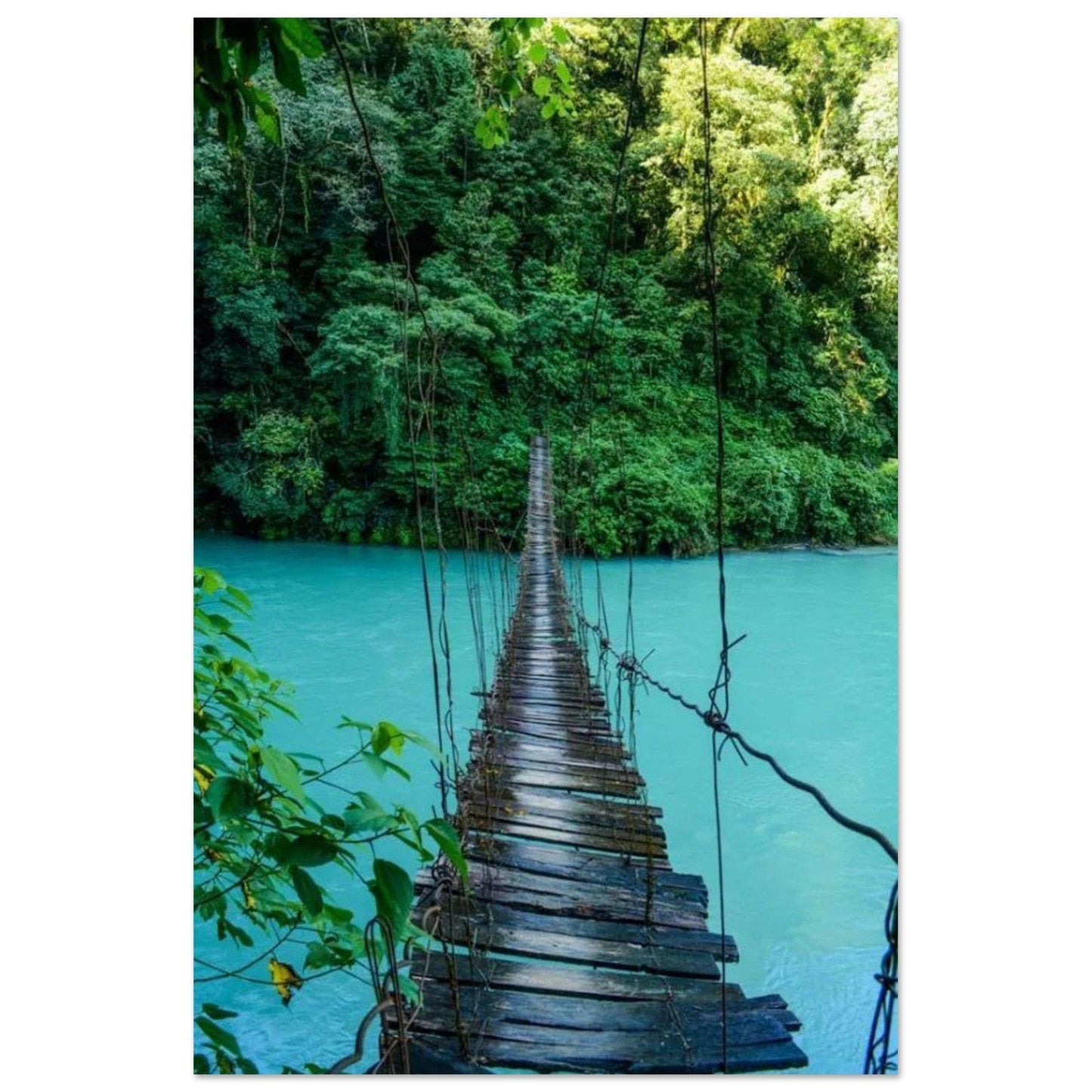 Gelato Print Material 60x90 cm / 24x36″ Affiche Jungle Pont