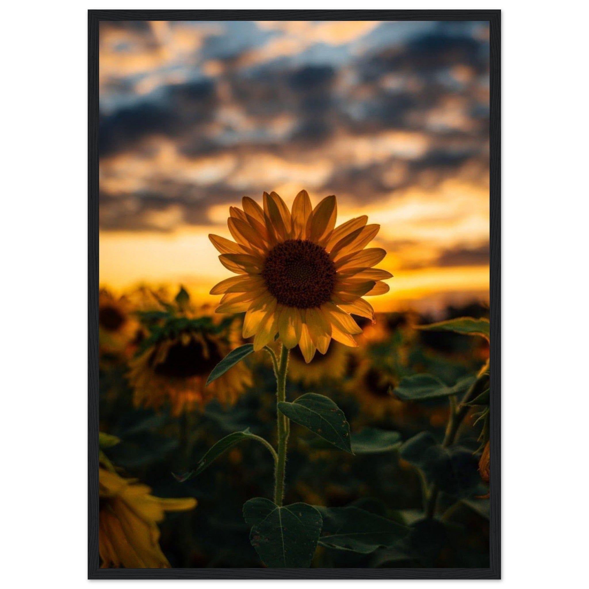 Gelato Print Material 50x70 cm / 20x28″ Toile Tournesol