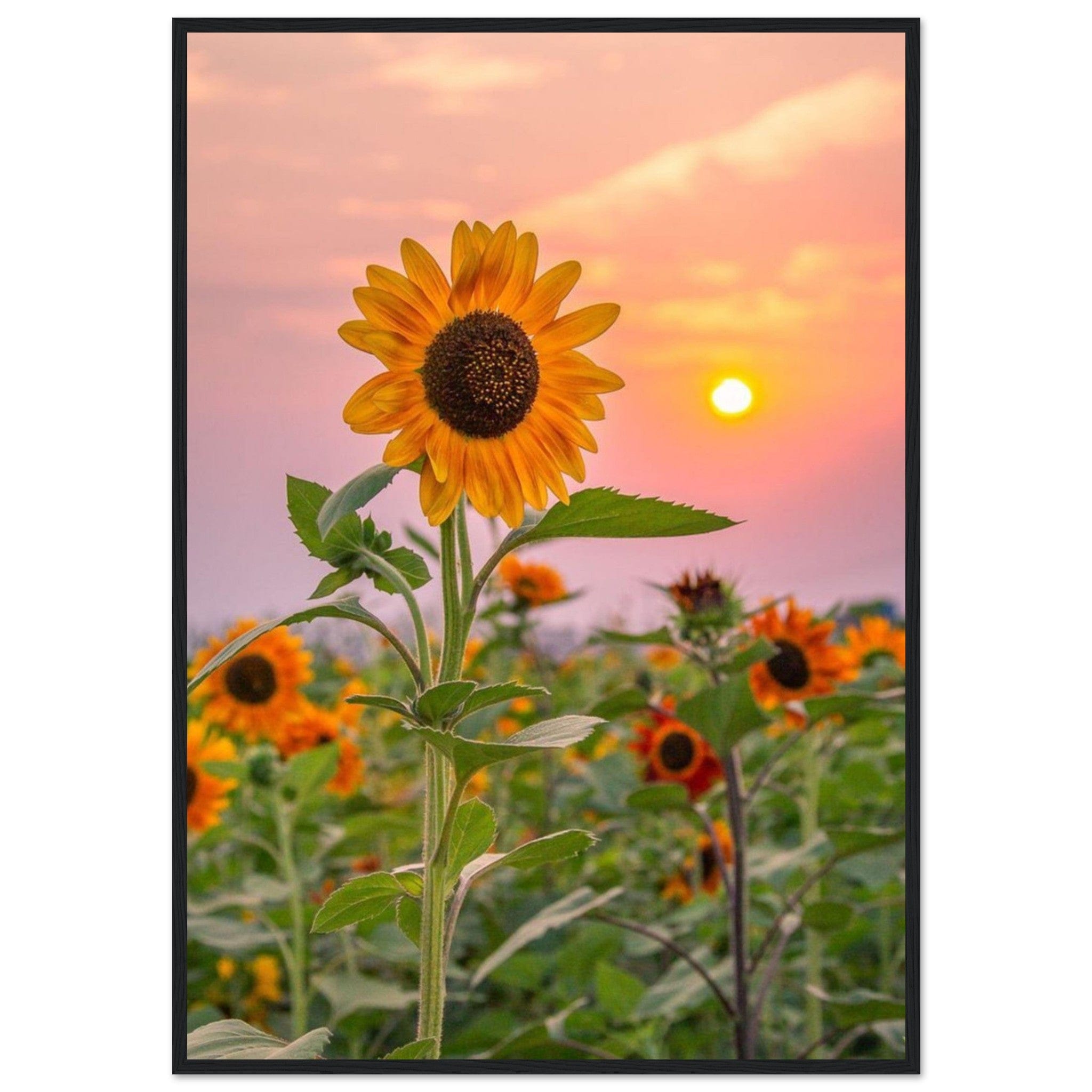 Gelato Print Material 70x100 cm / 28x40″ Tableau Tournesol Van Gogh