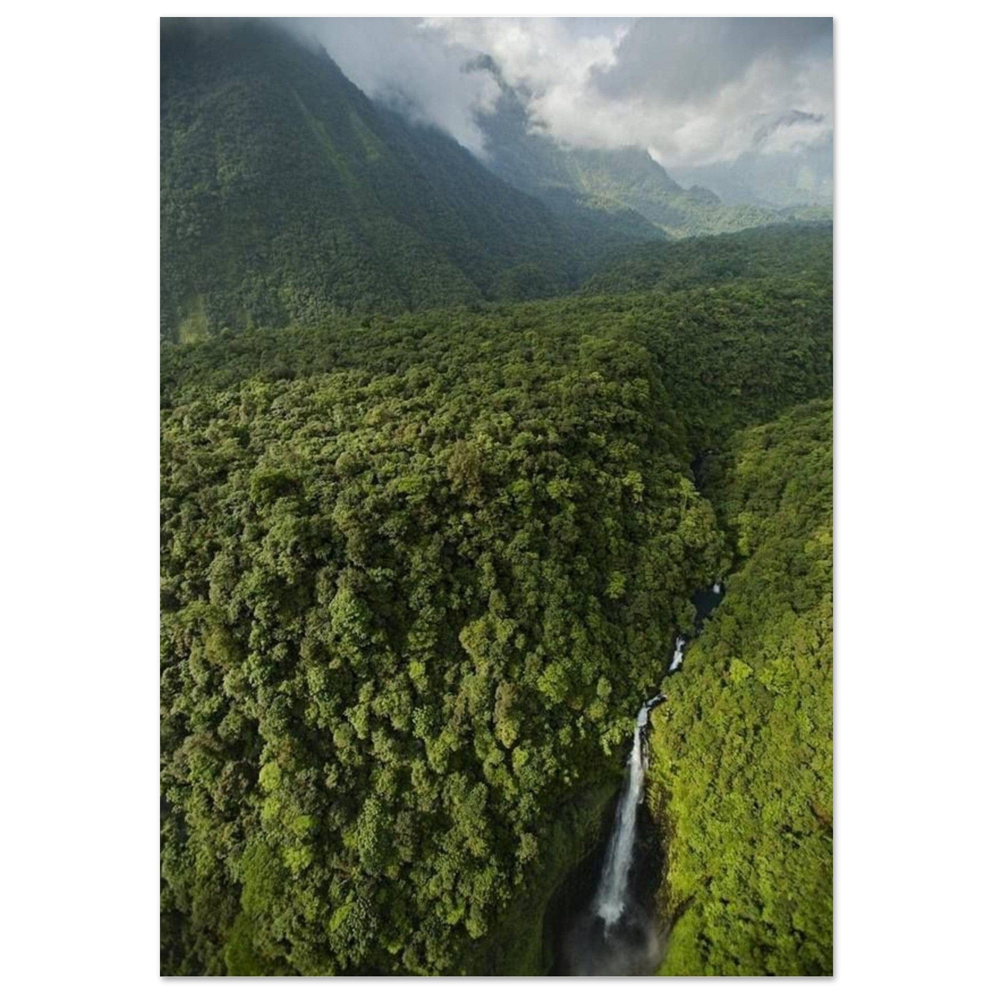 Gelato Print Material 70x100 cm / 28x40″ Affiche Africain Forêt Guinée Equatoriale