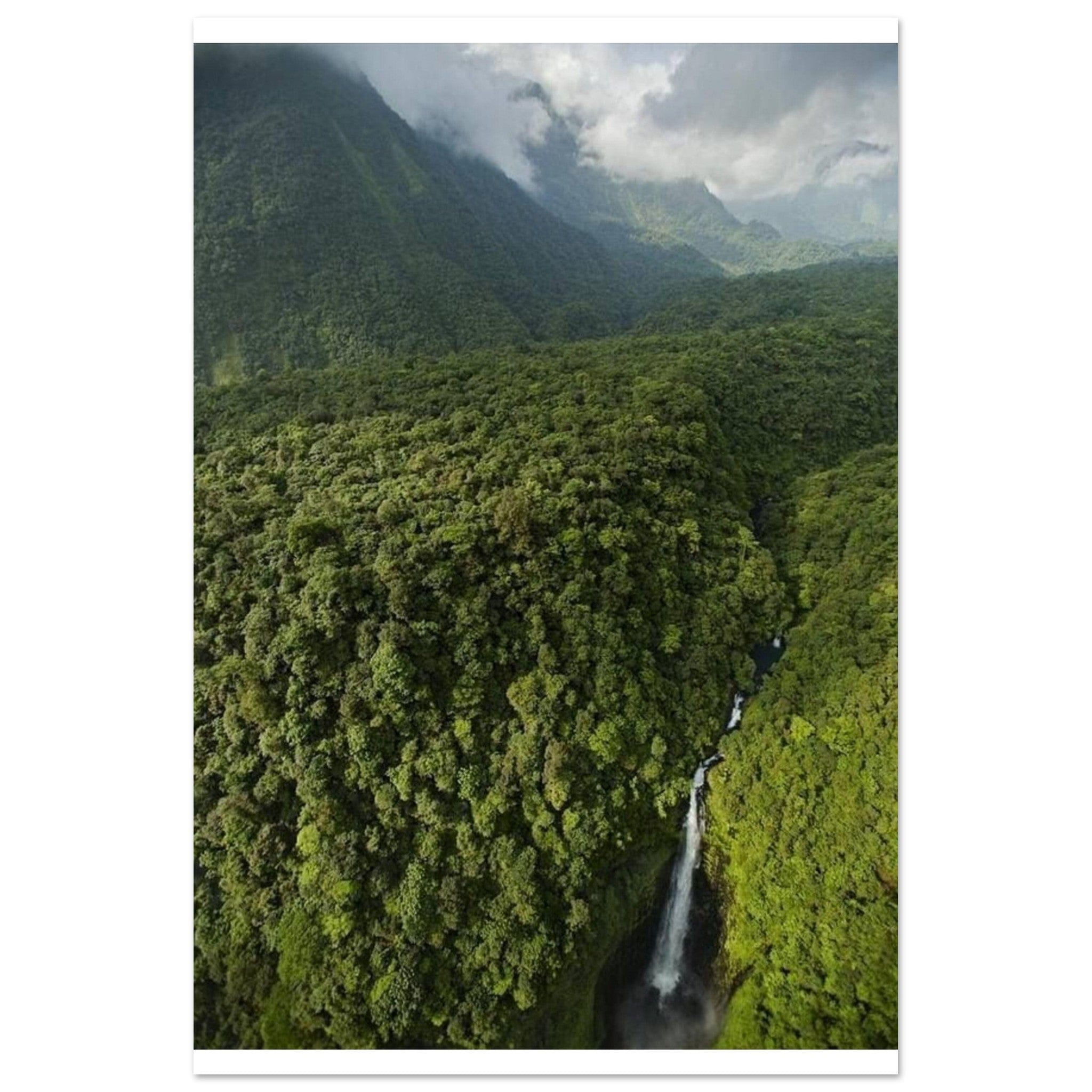 Gelato Print Material 60x90 cm / 24x36″ Affiche Africain Forêt Guinée Equatoriale