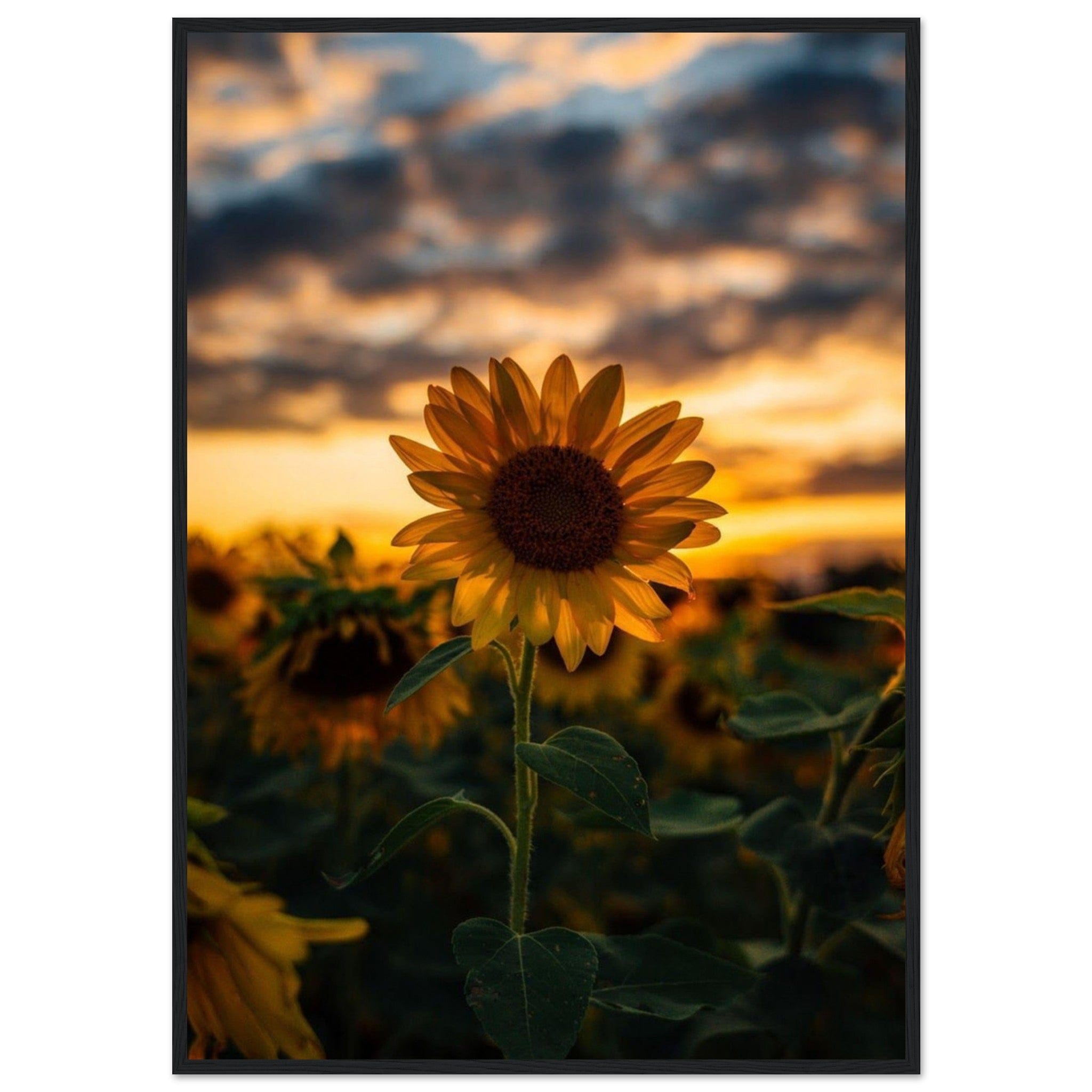 Gelato Print Material 70x100 cm / 28x40″ Toile Tournesol