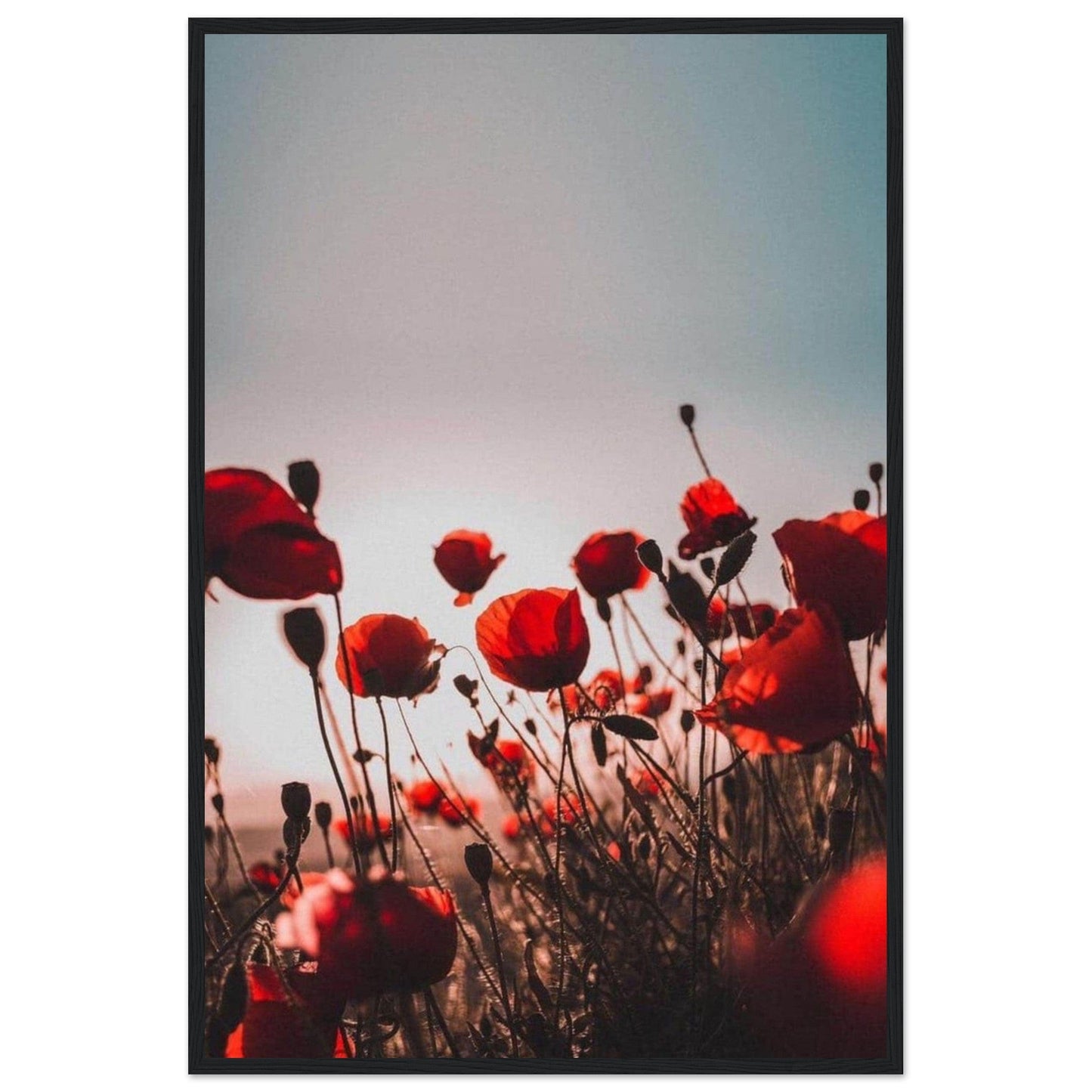 Canvanation Print Material Tableau Les Coquelicots
