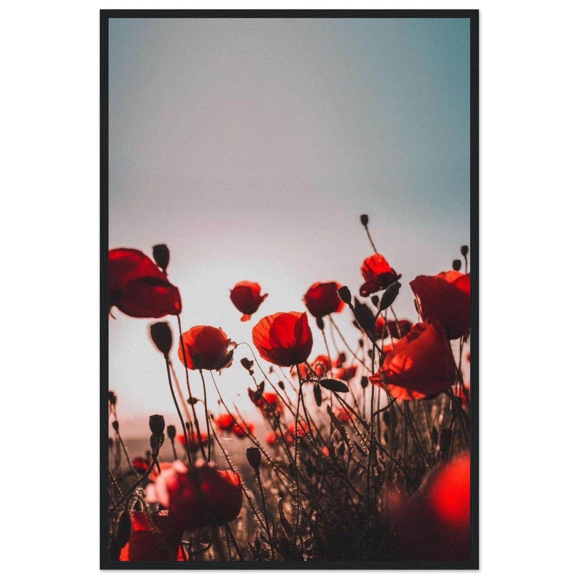 Canvanation Print Material Tableau Les Coquelicots