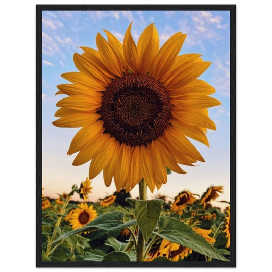 Gelato Print Material 45x60 cm / 18x24″ Tournesol Peinture Van Gogh